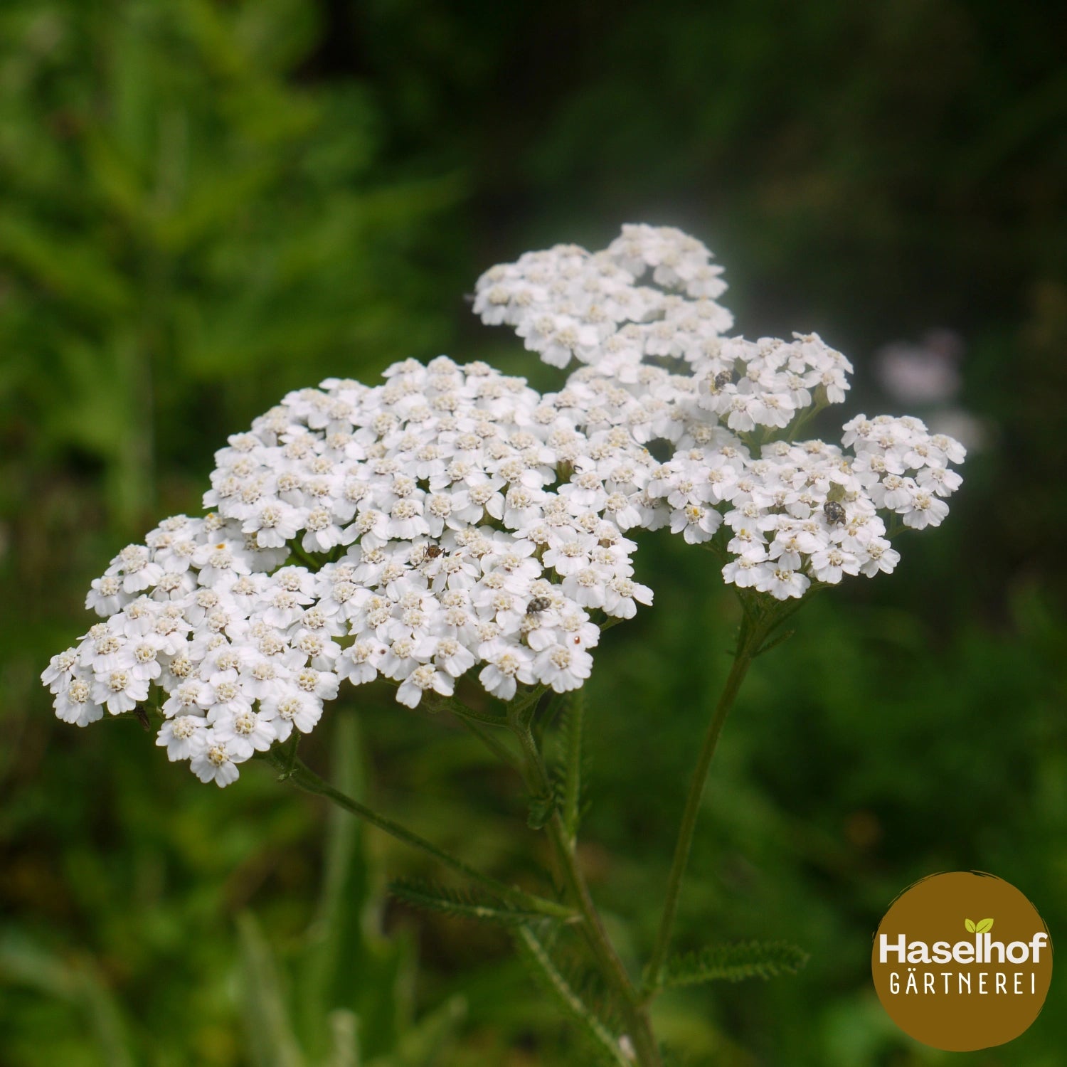 Achillea millefolium