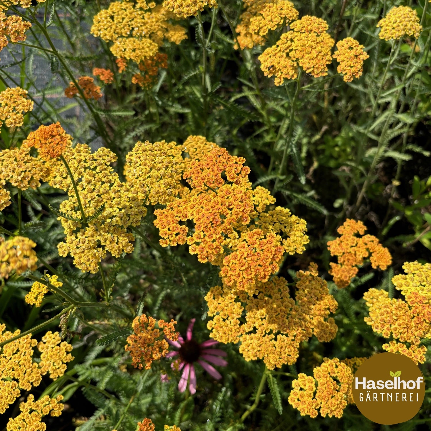 Achillea filipendulina 'Terracotta'