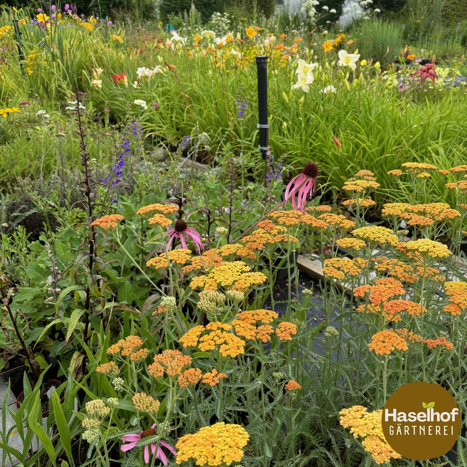 Achillea filipendulina 'Terracotta'
