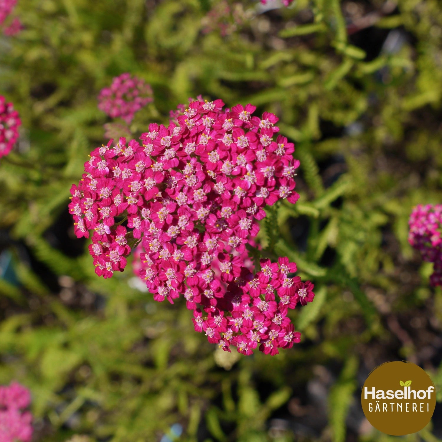 Achillea millefolium `Cerise Queen`