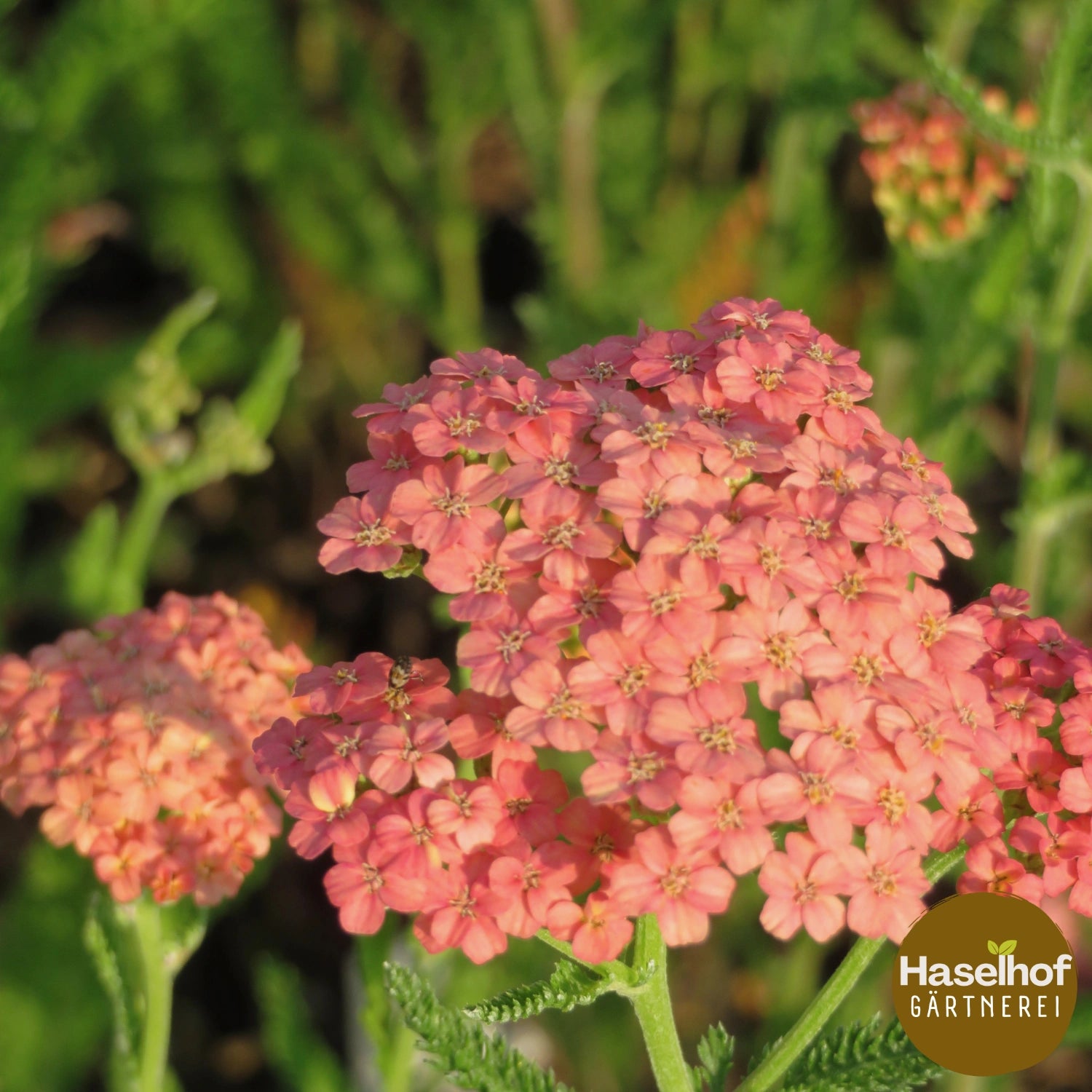 Achillea millefolium `Melina`