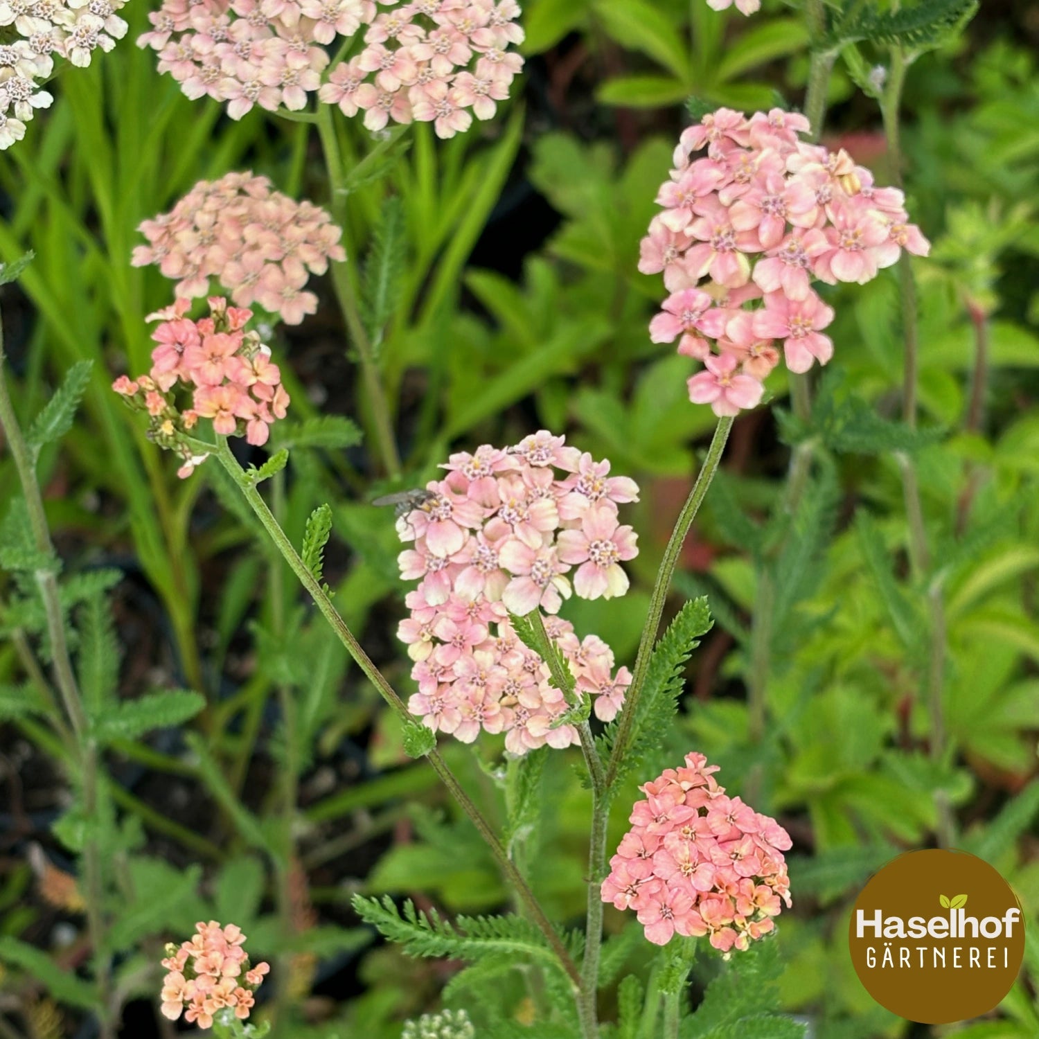 Achillea millefolium `Melina`