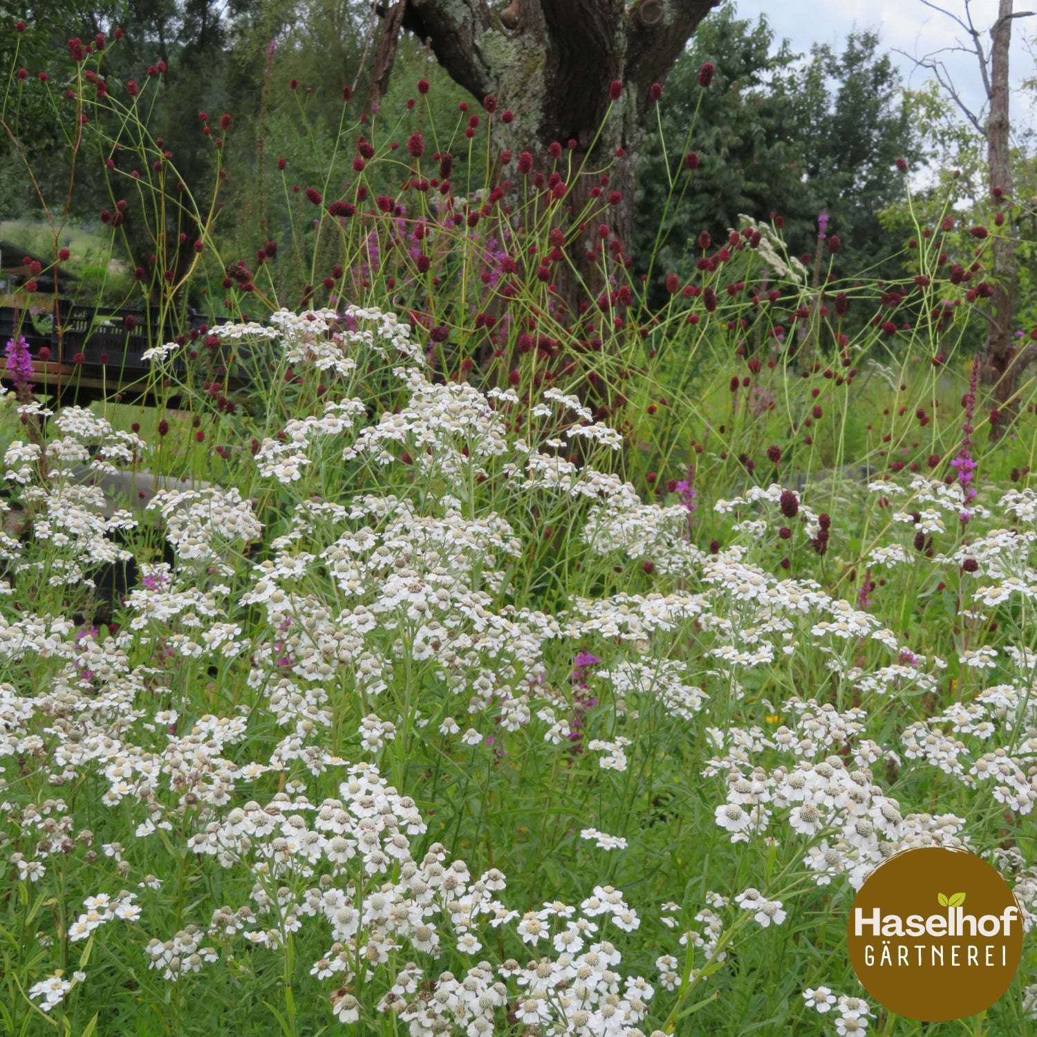 Achillea ptarmica