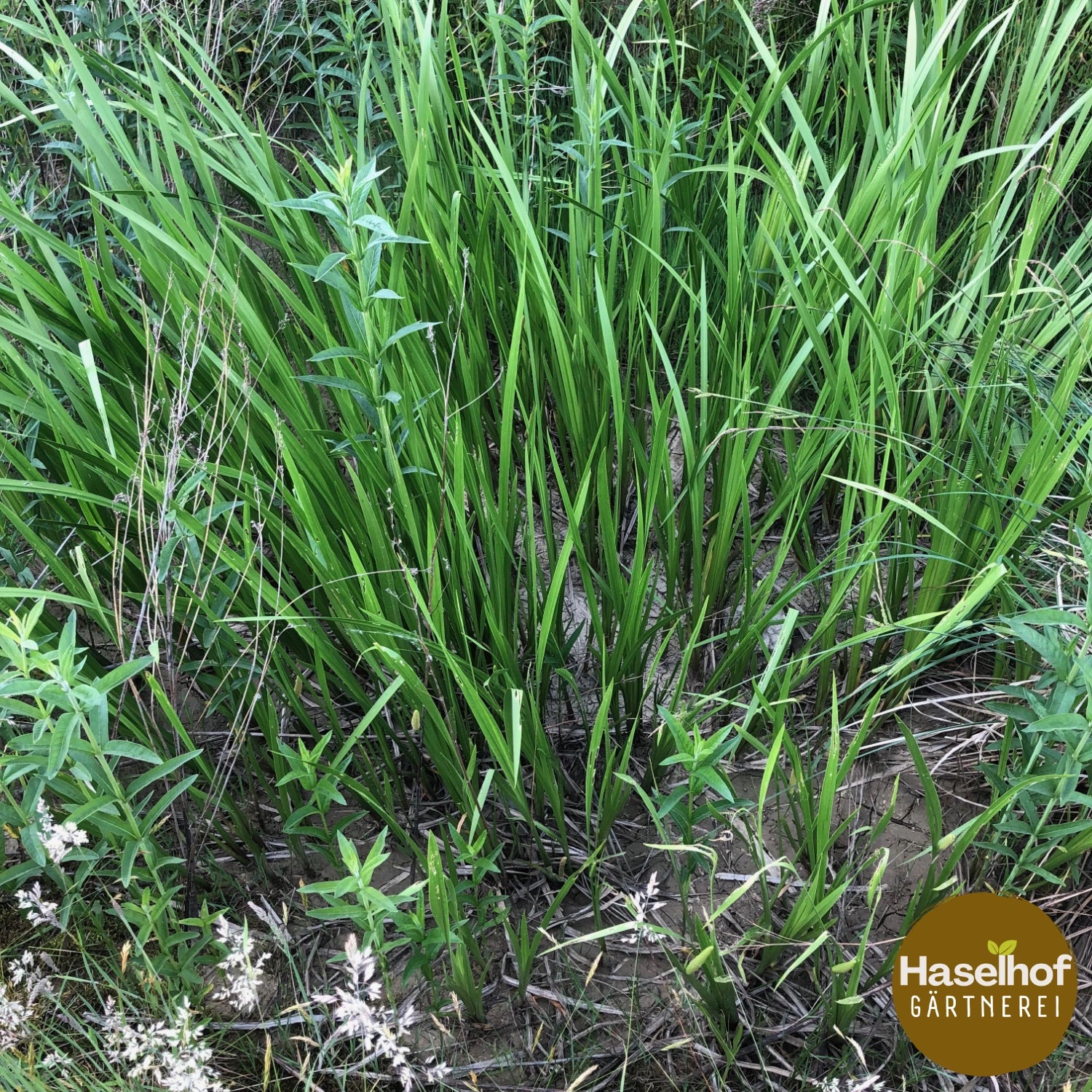Acorus calamus