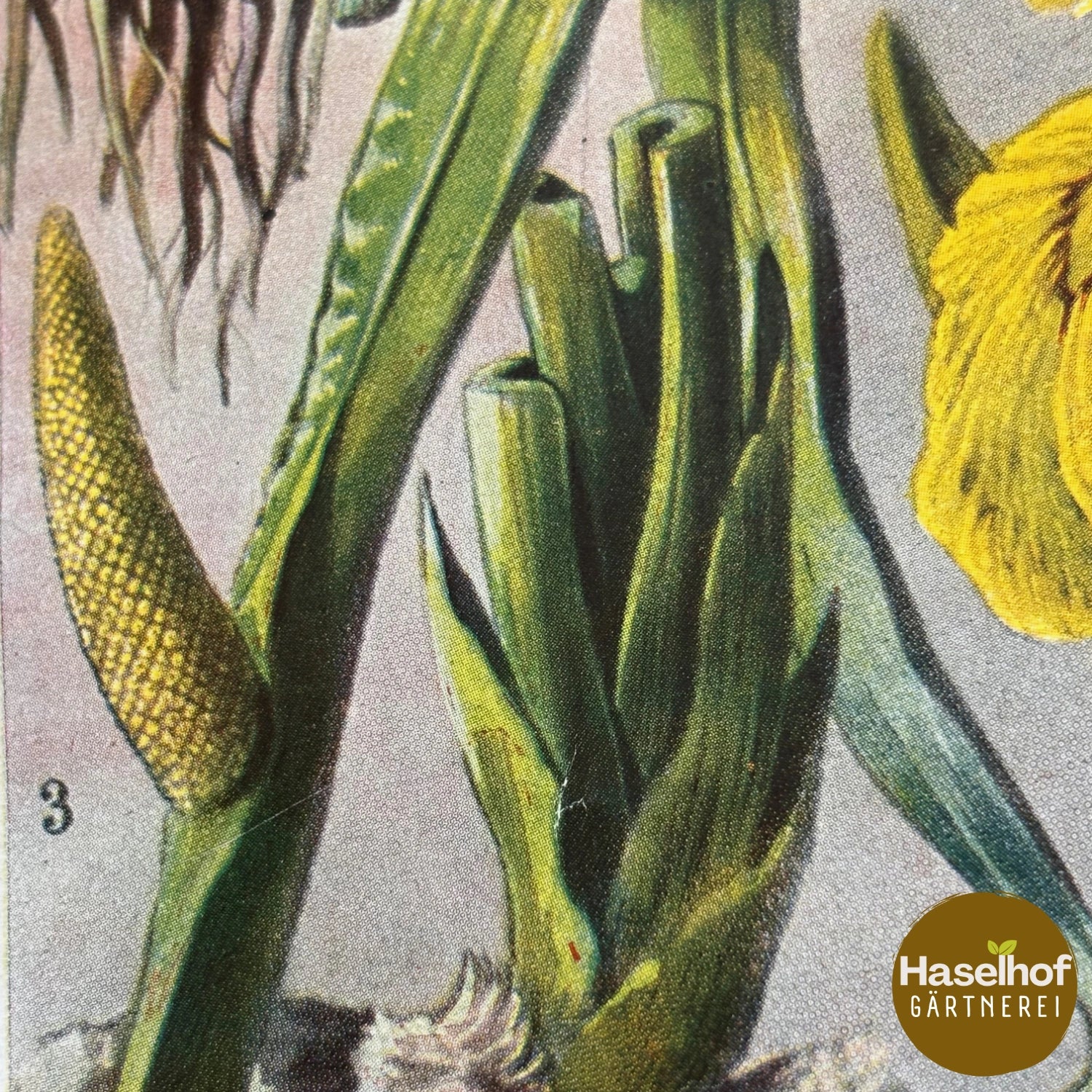Acorus calamus