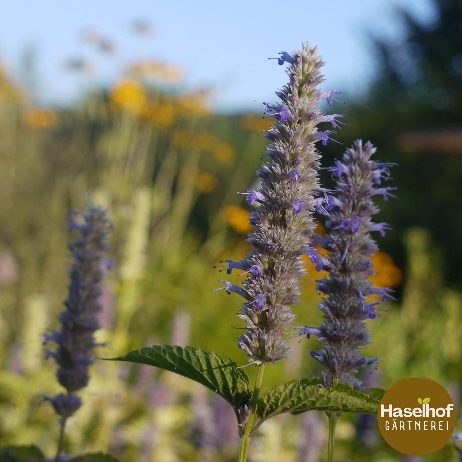 Agastache foeniculum