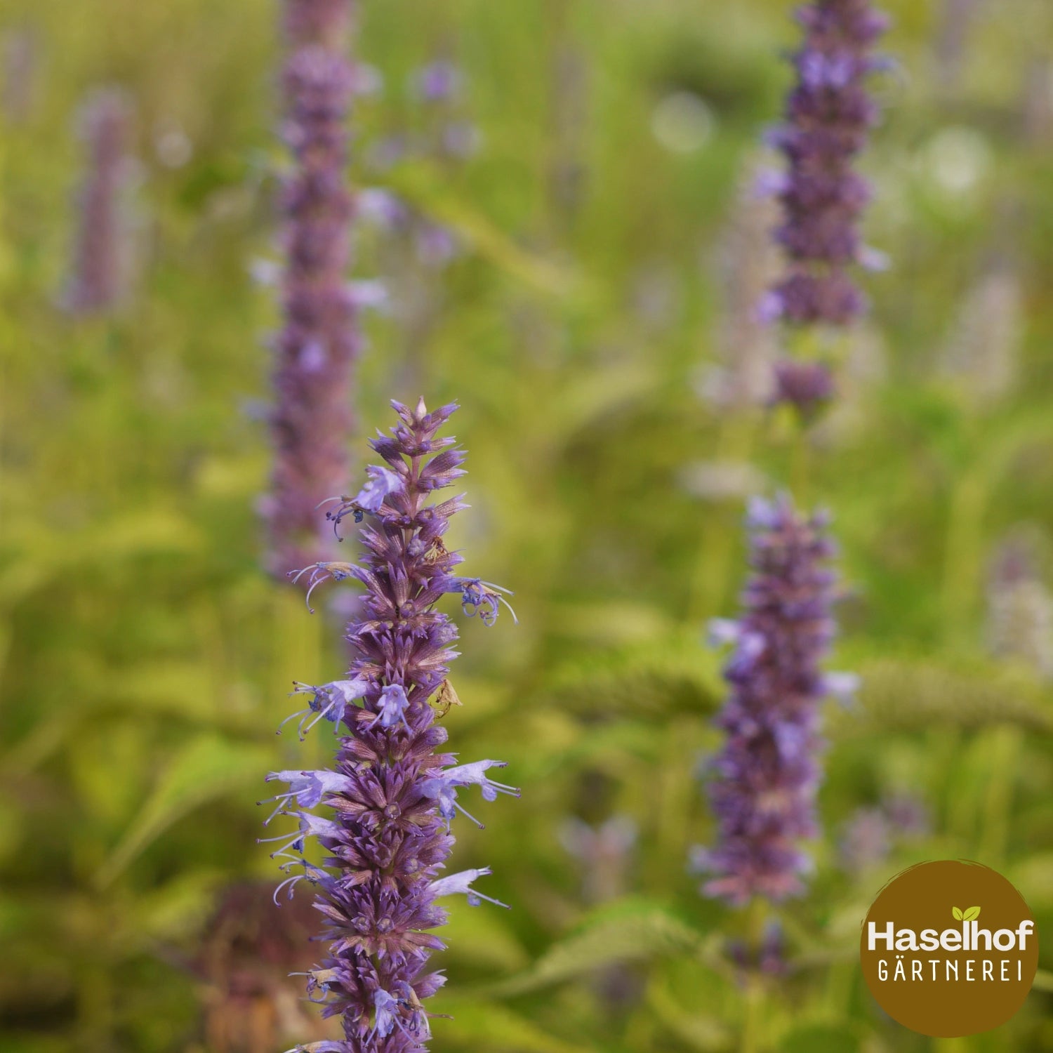 Agastache foeniculum