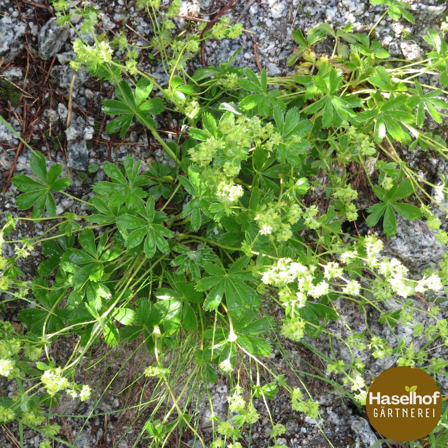 Alchemilla conjuncta aggr.