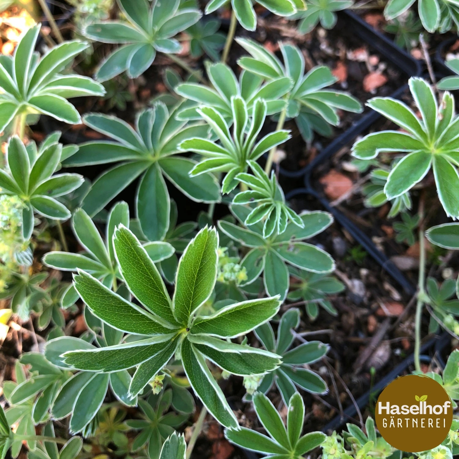 Alchemilla conjuncta aggr.