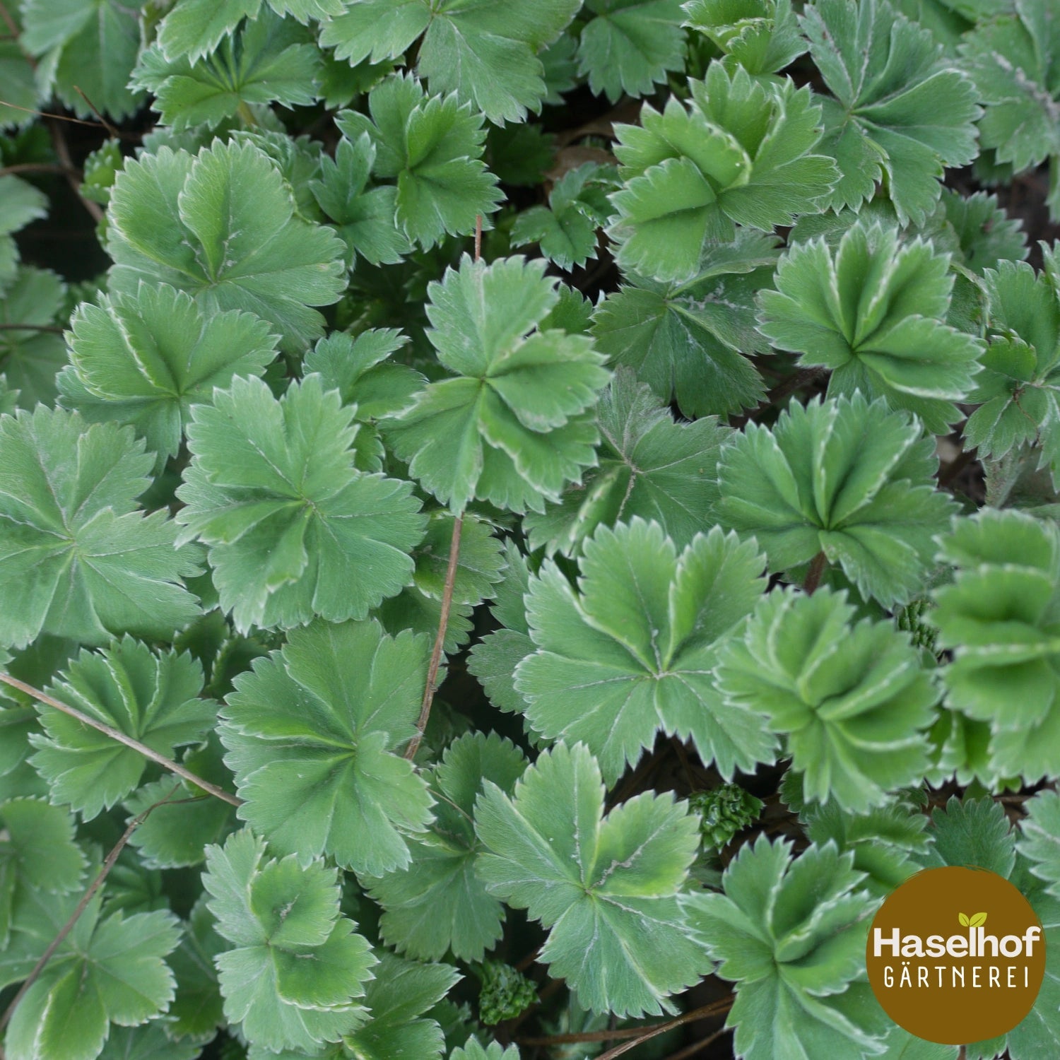 Alchemilla erythropoda