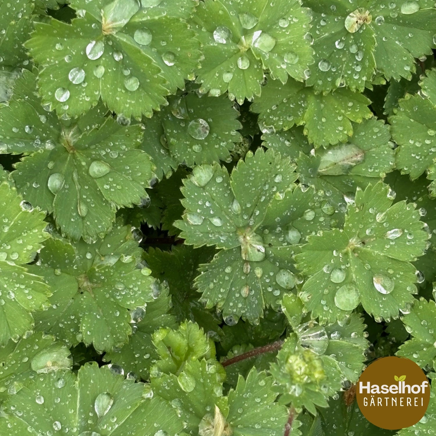 Alchemilla erythropoda