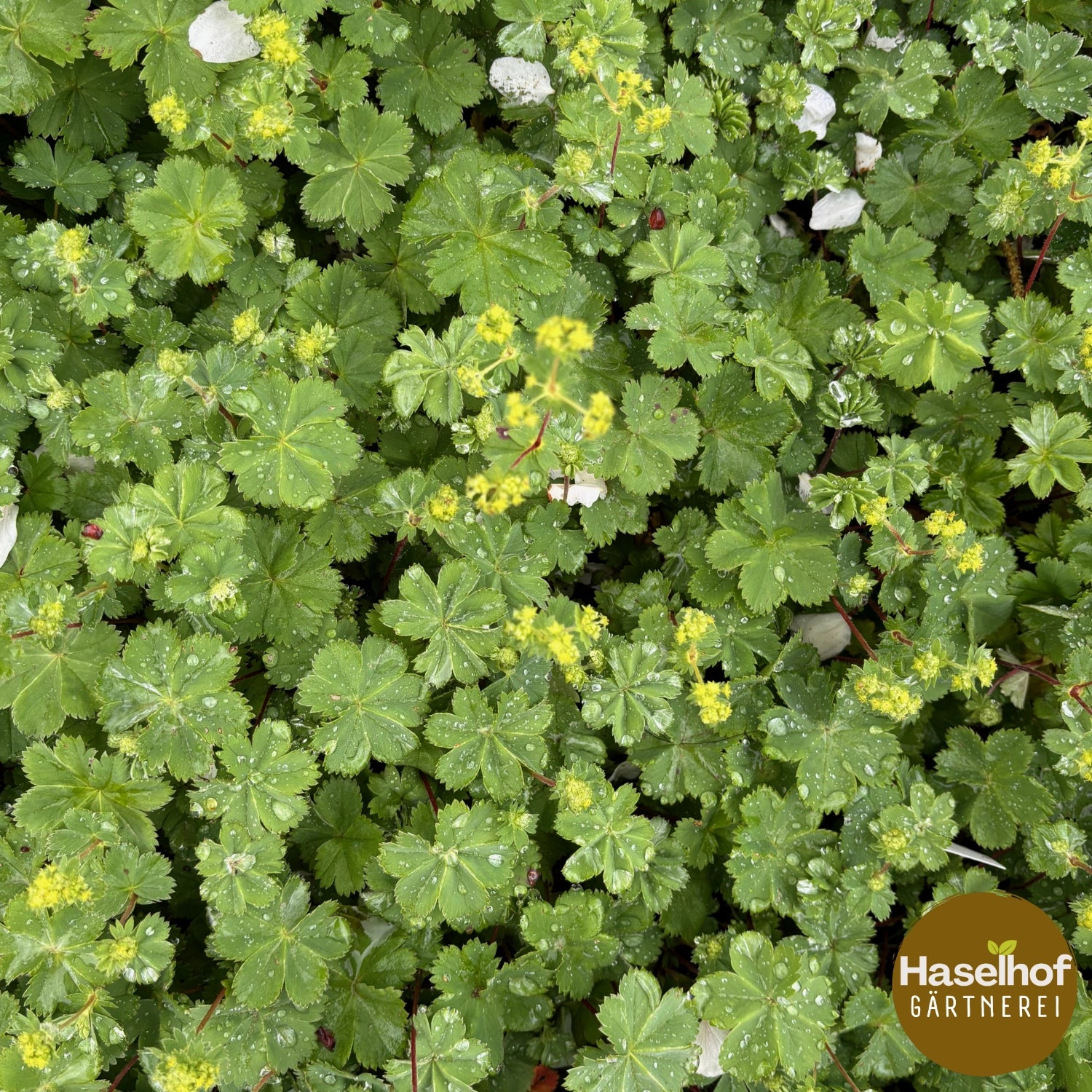 Alchemilla erythropoda