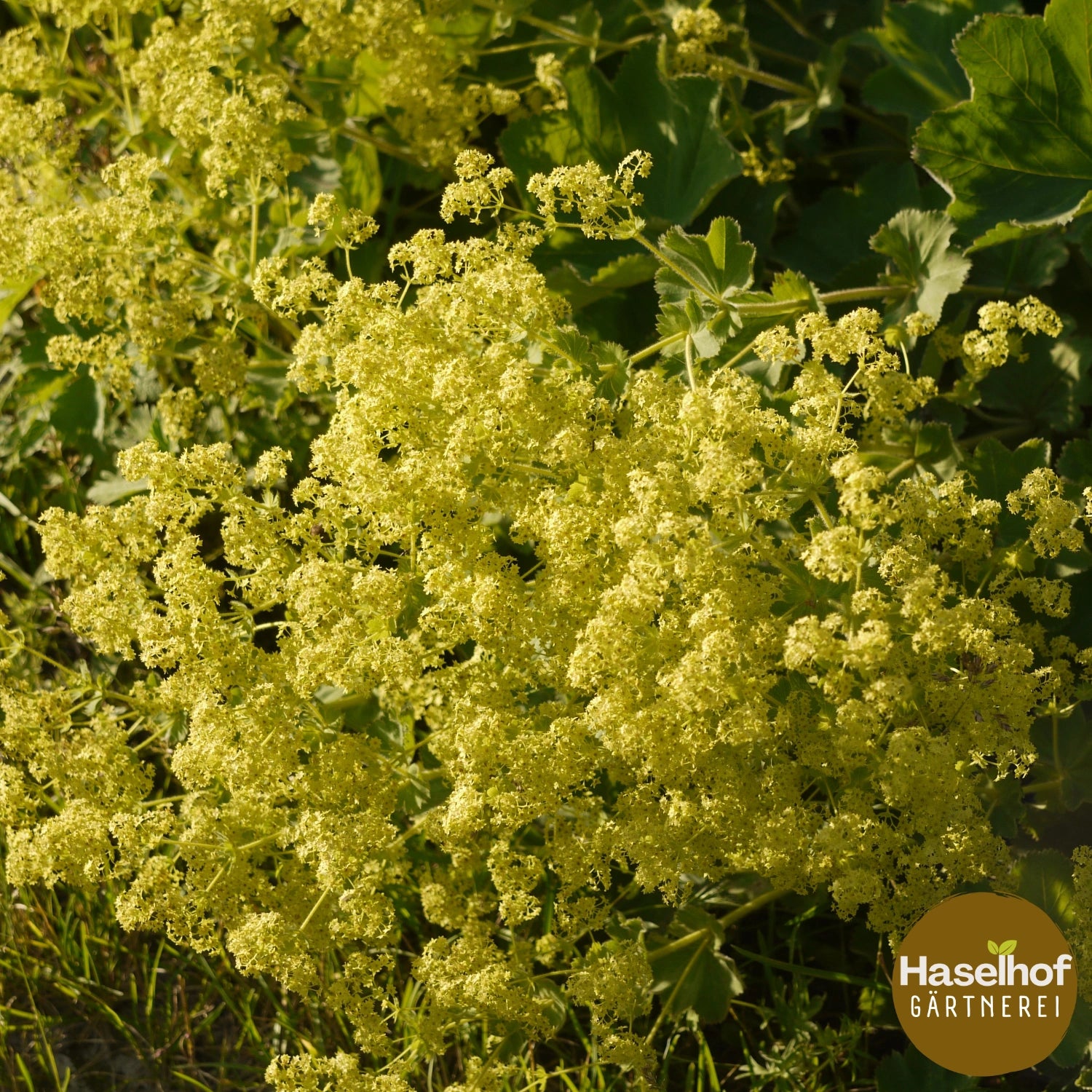 Alchemilla vulgaris (xanthochlora)