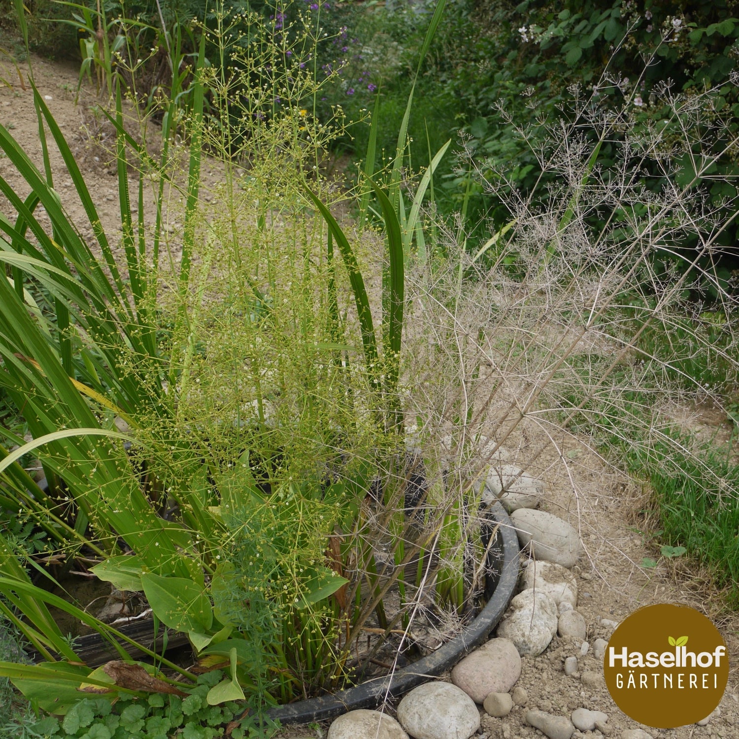 Alisma plantago-aquatica