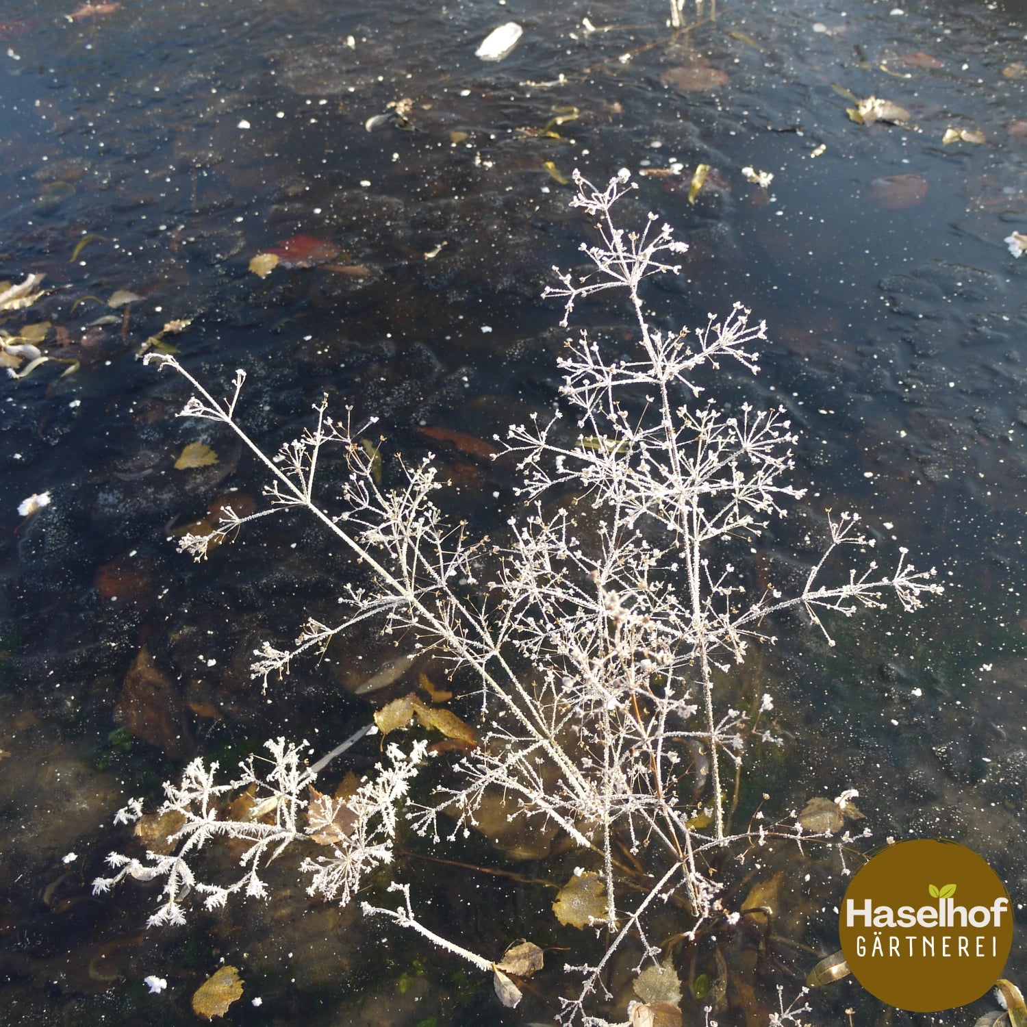 Alisma plantago-aquatica