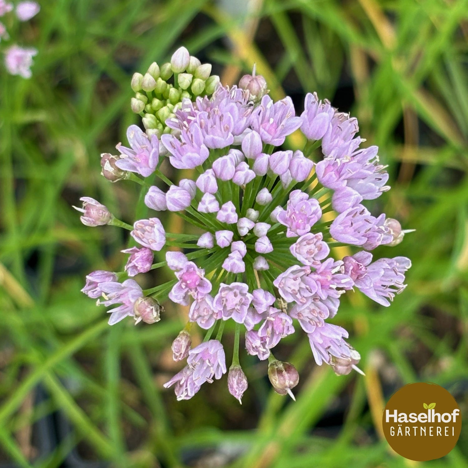 Allium angulosum