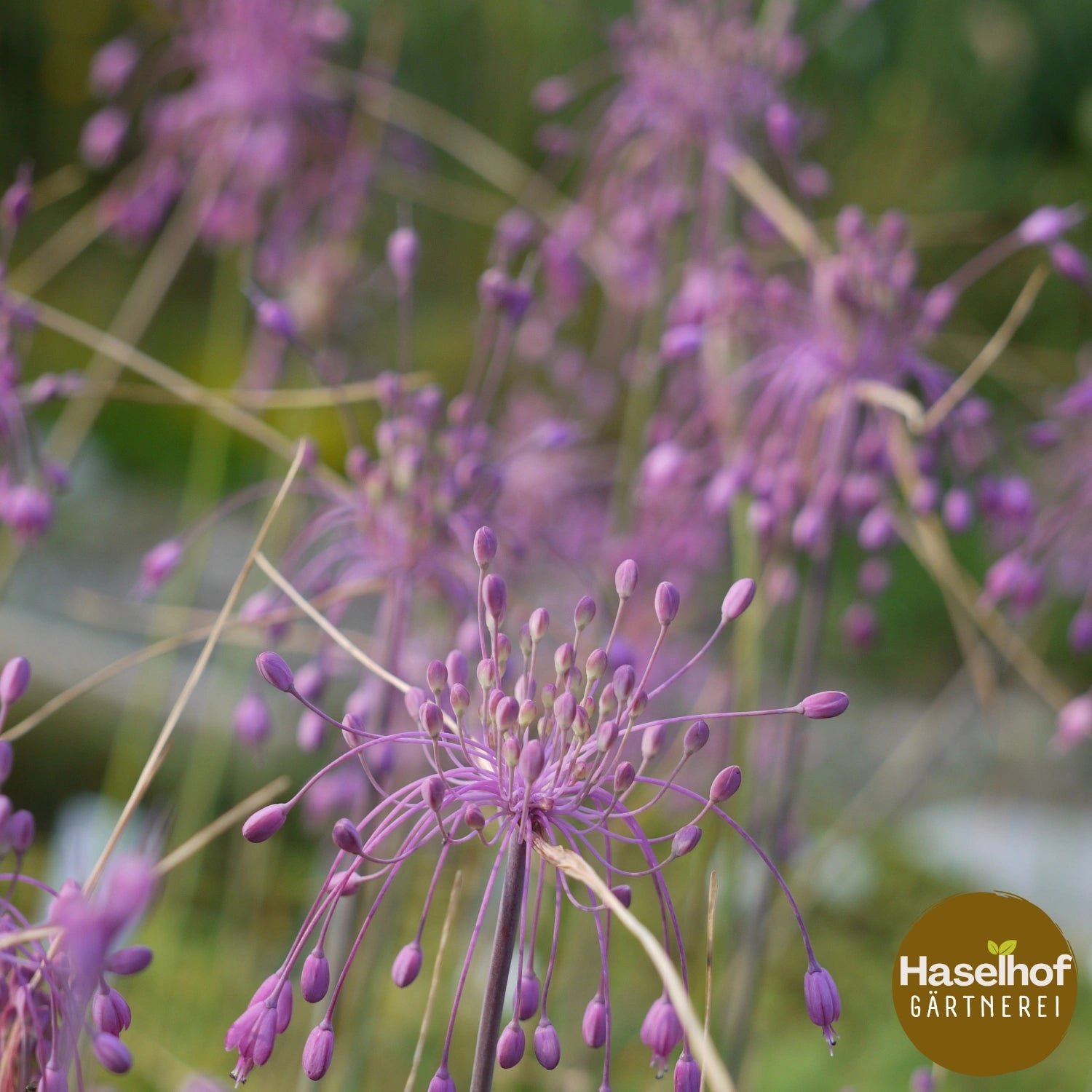 Allium carinatum ssp. pulchellum