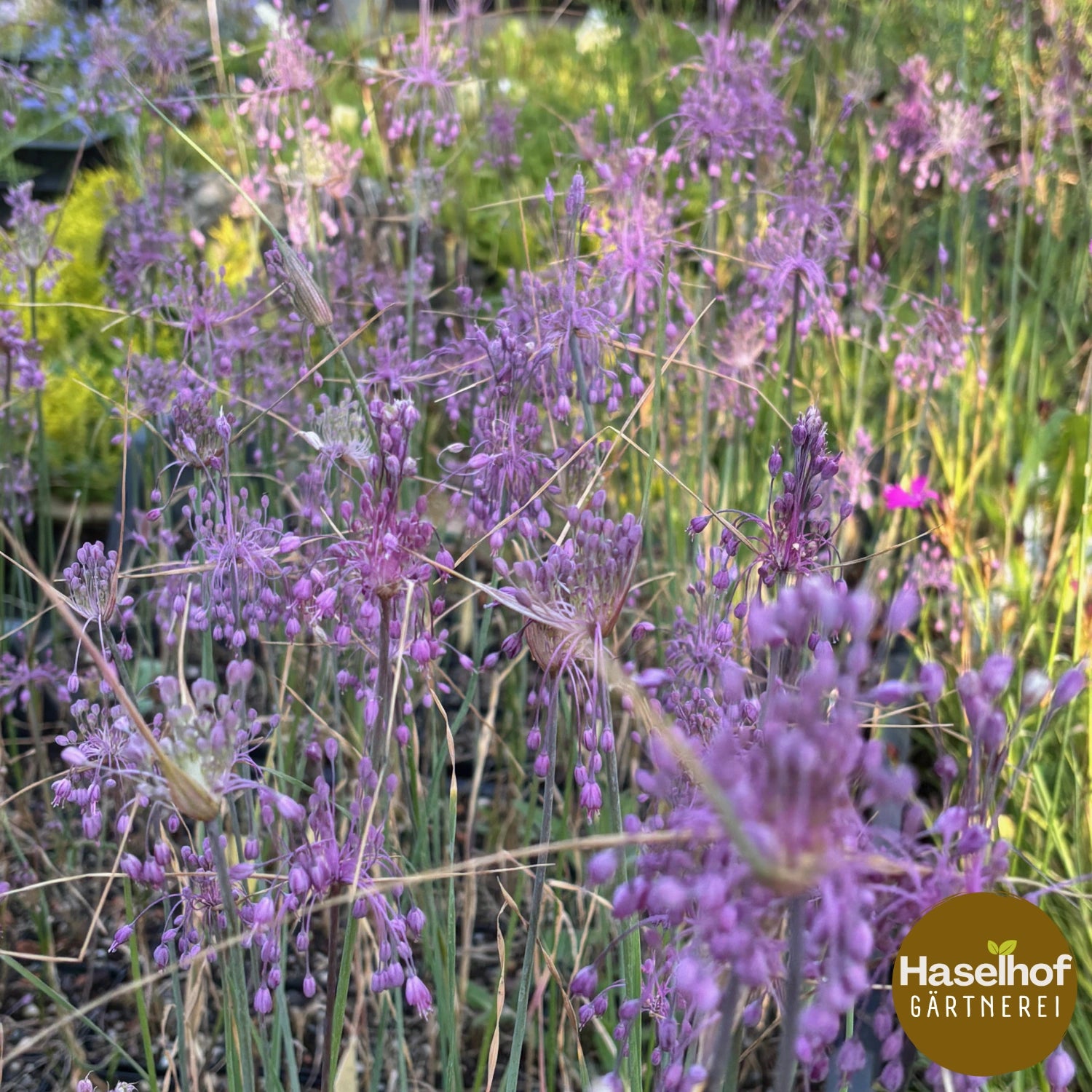 Allium carinatum ssp. pulchellum