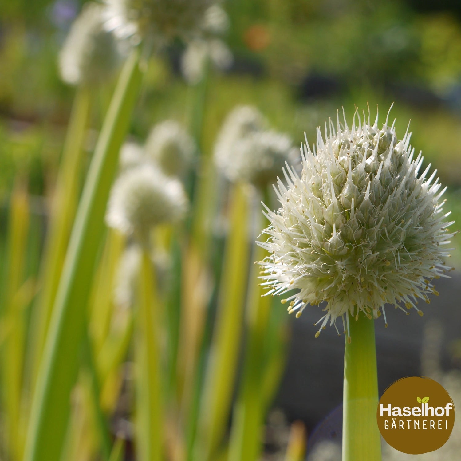 Allium fistulosum `St.Jackobs`
