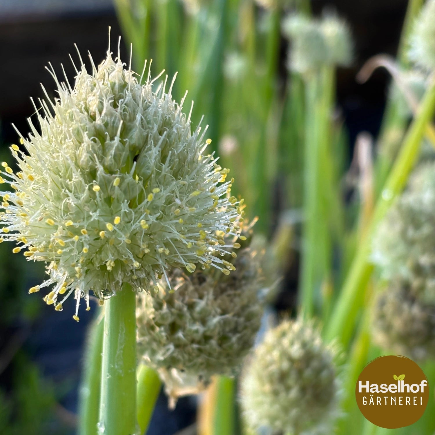 Allium fistulosum `St.Jackobs`