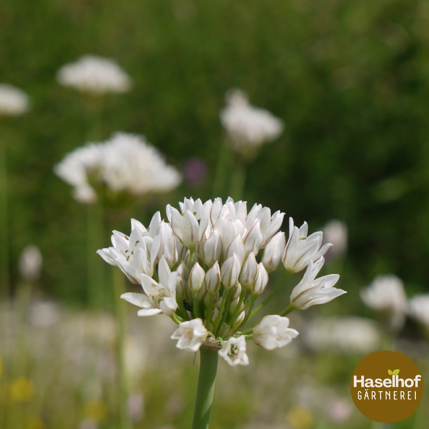 Allium ramosum