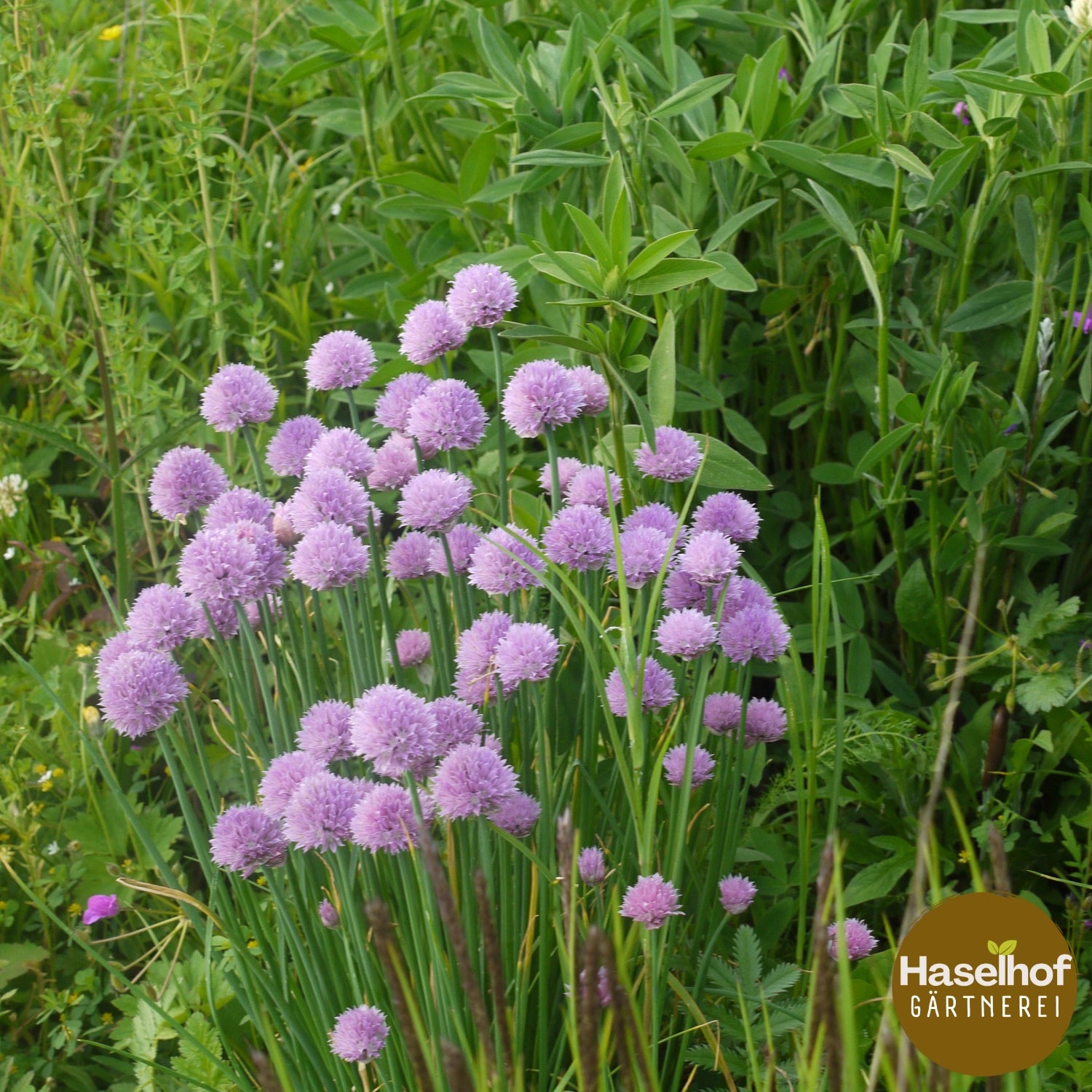 Allium schoenoprasum