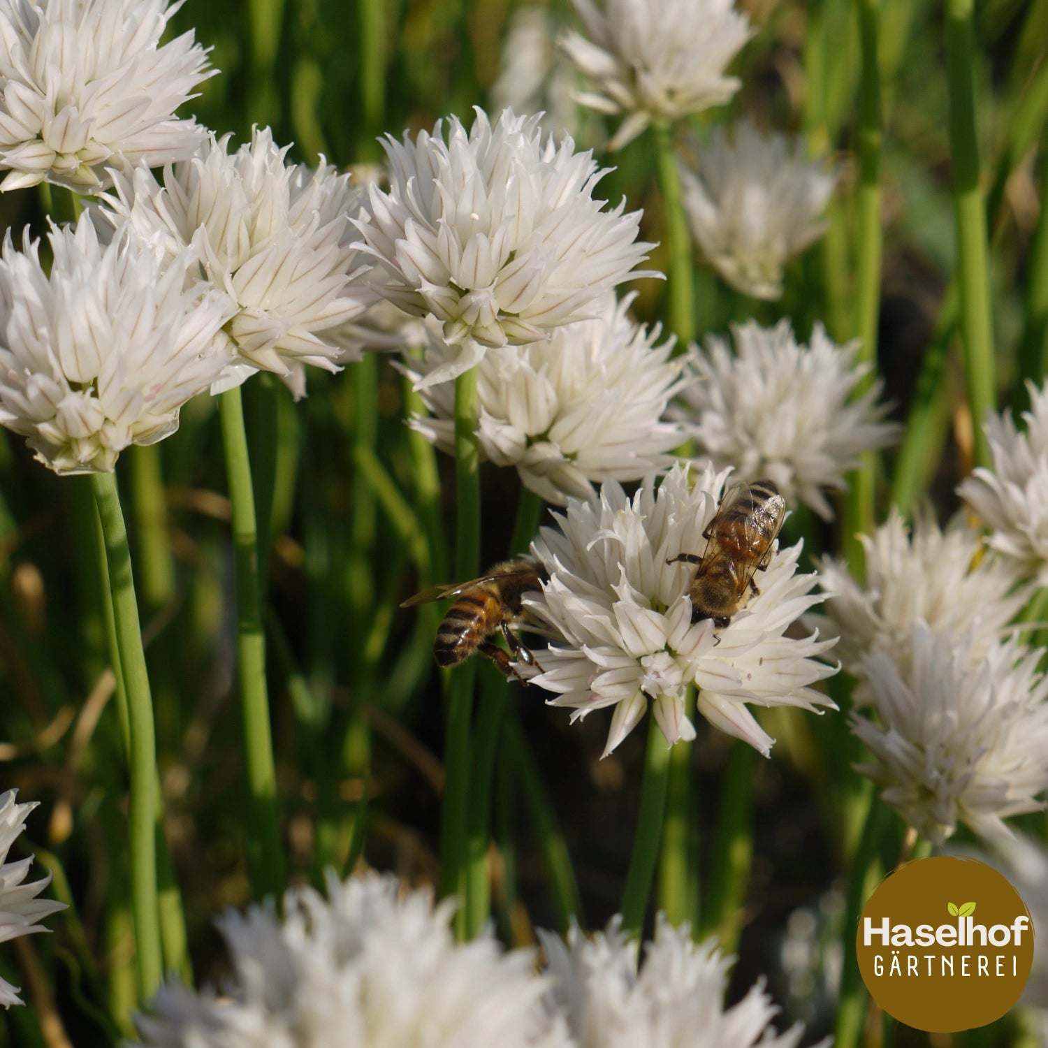 Allium schoenoprasum `Album`