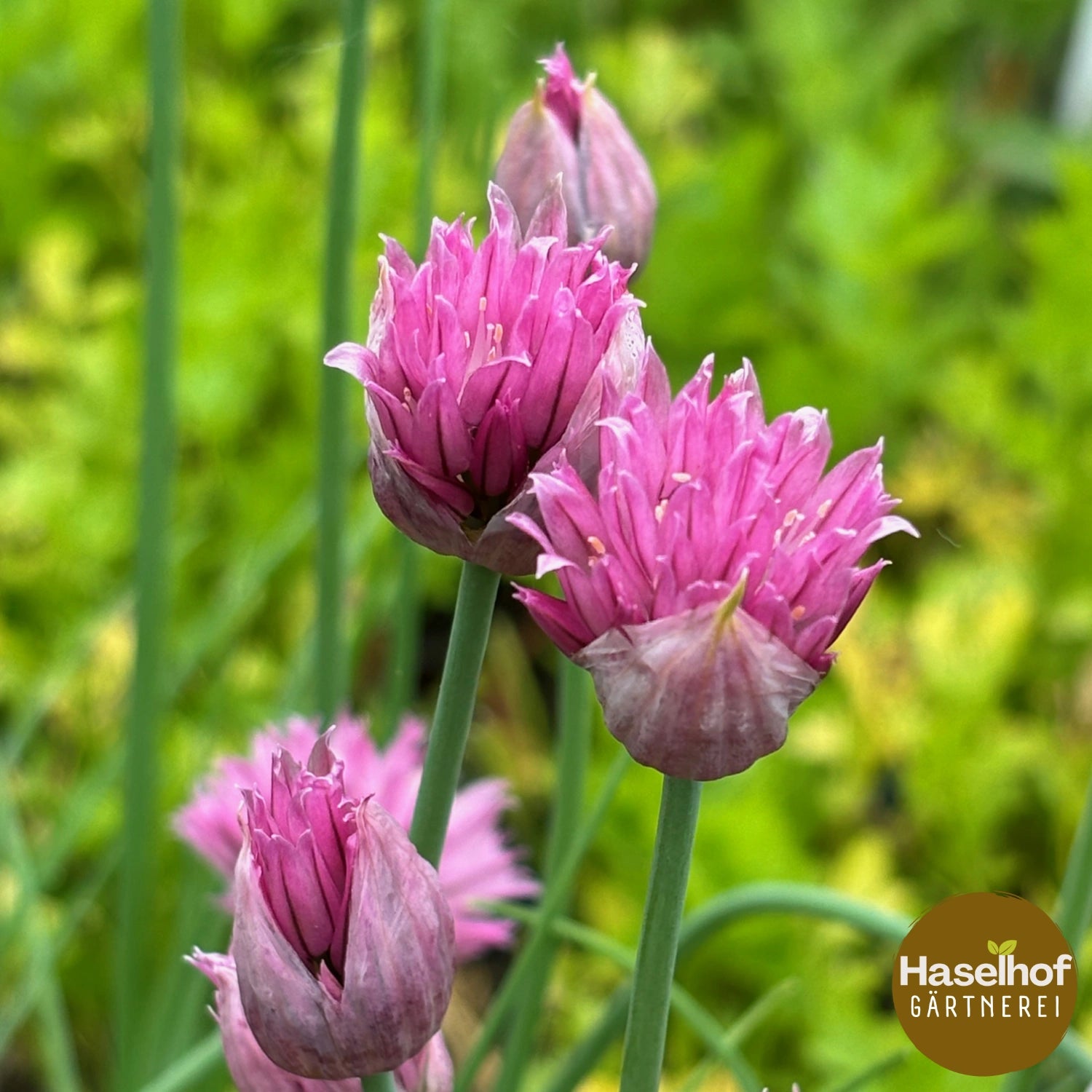 Allium schoenoprasum `Forescate`