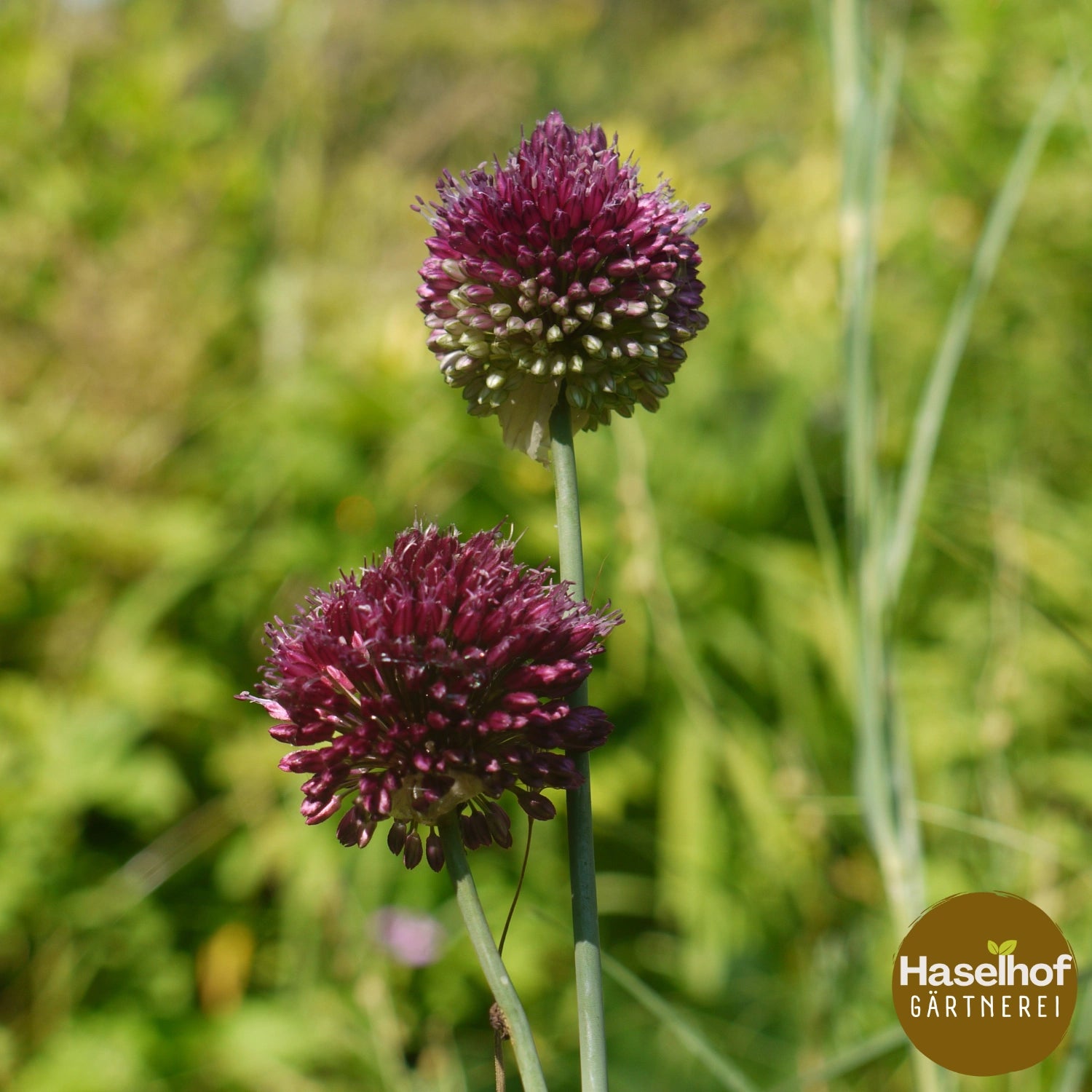 Allium sphaerocephalon