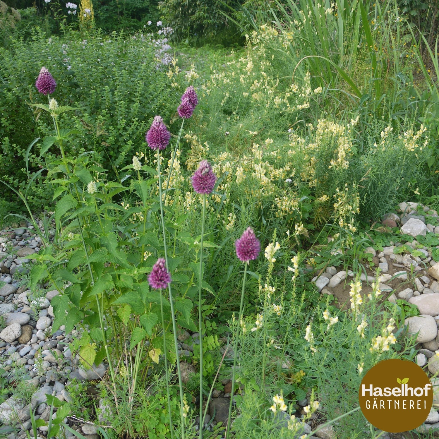 Allium sphaerocephalon