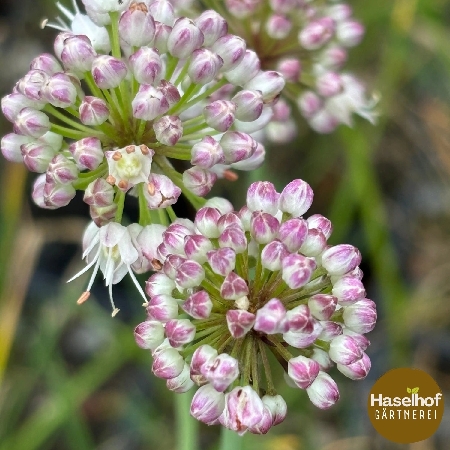 Allium suaveolens
