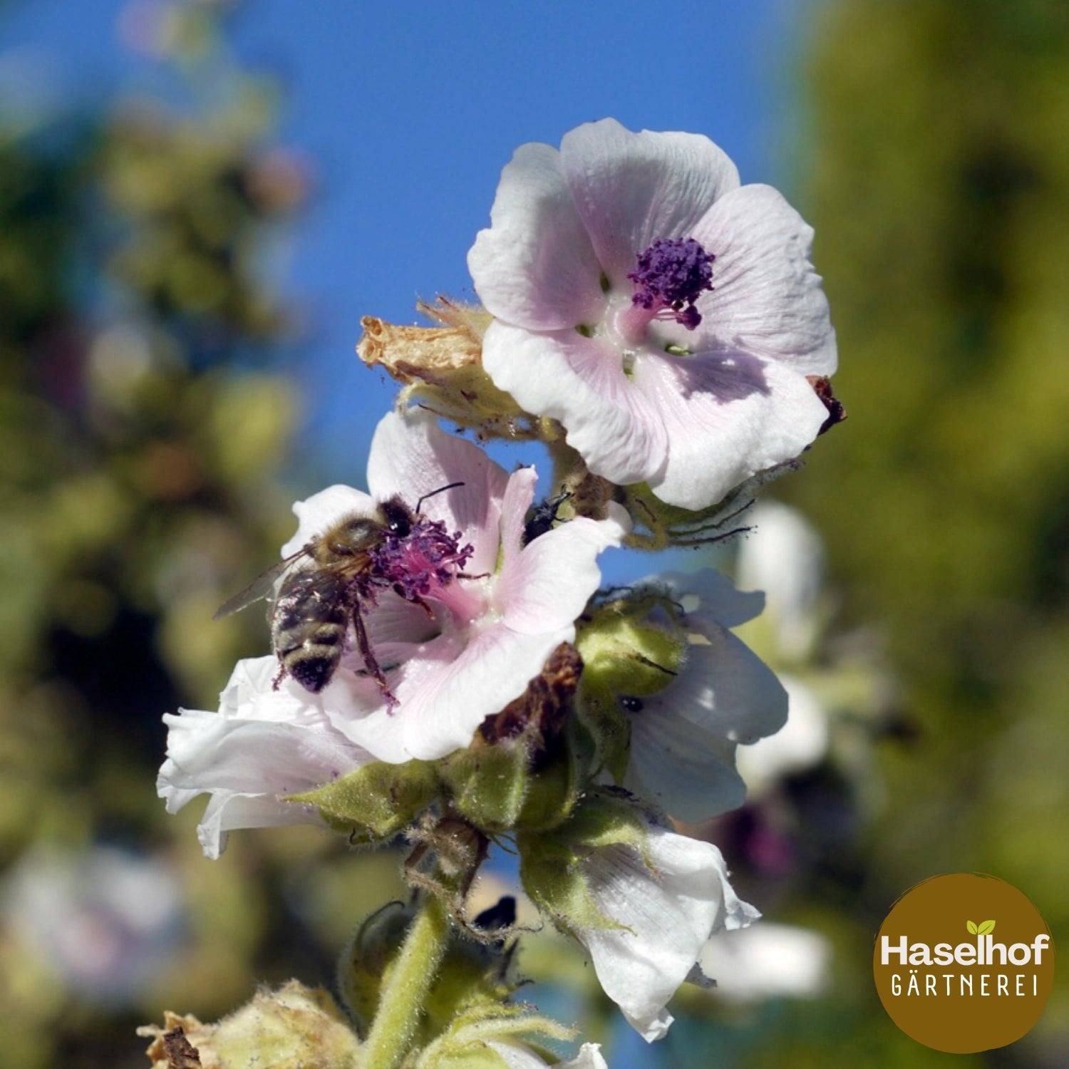Guimauve officinale