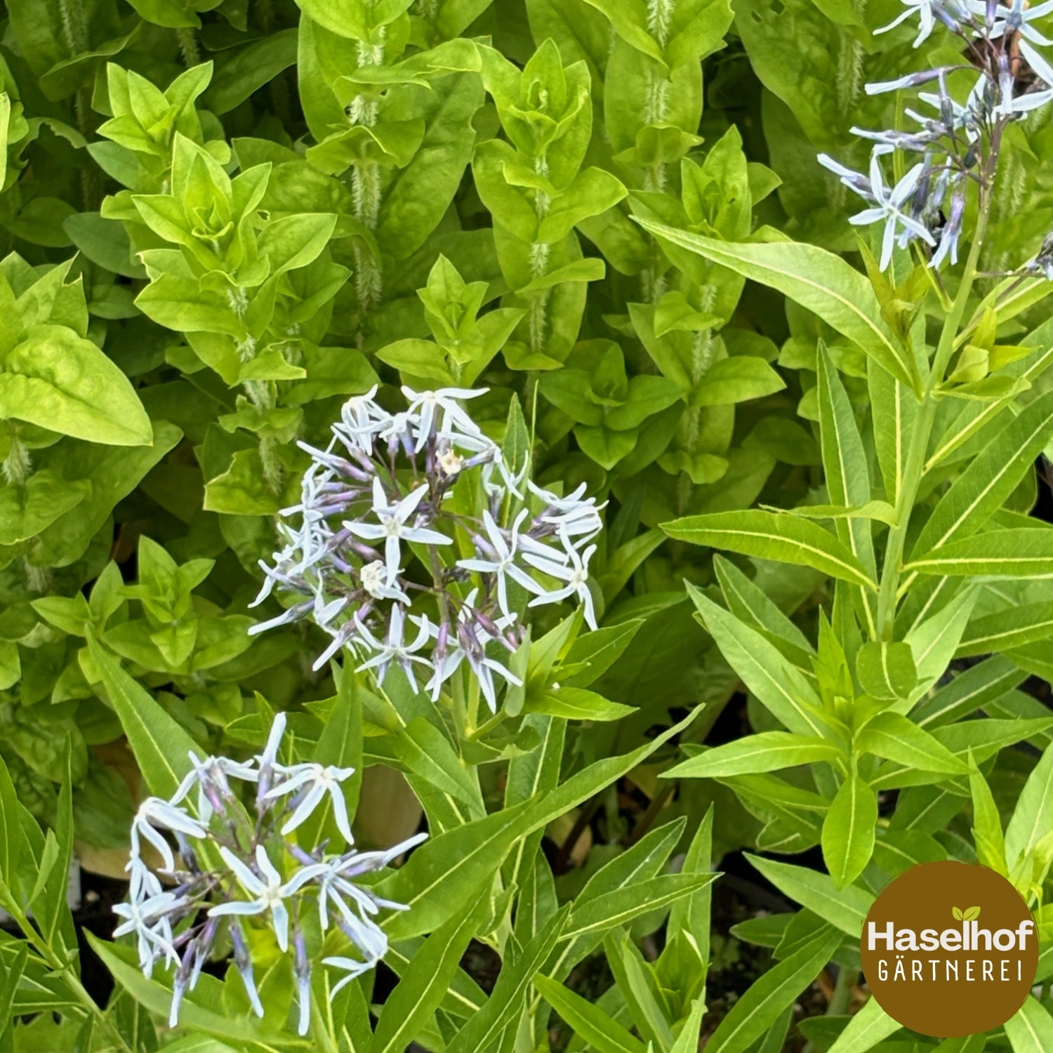 Amsonia tabernaemontana