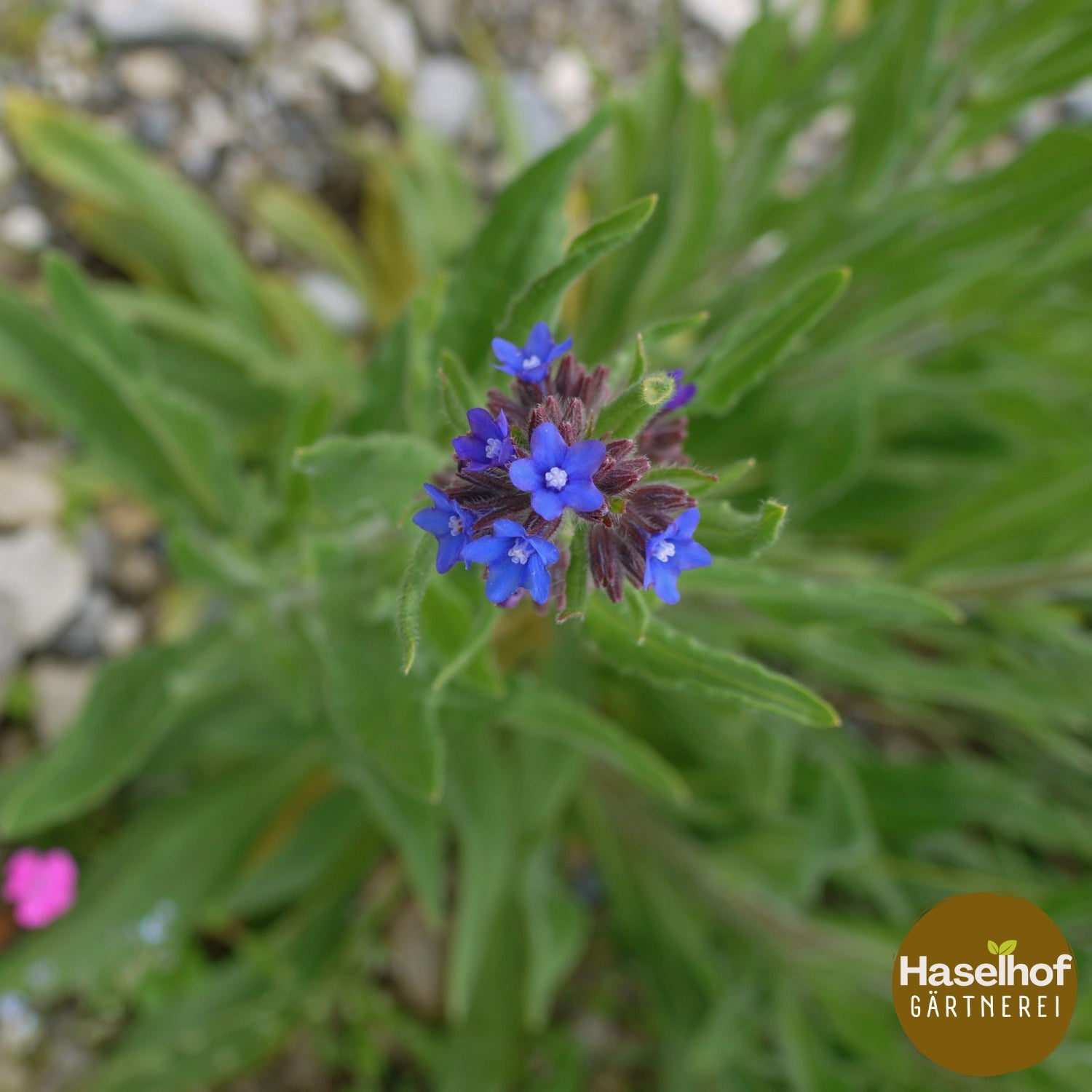 Anchusa officinalis