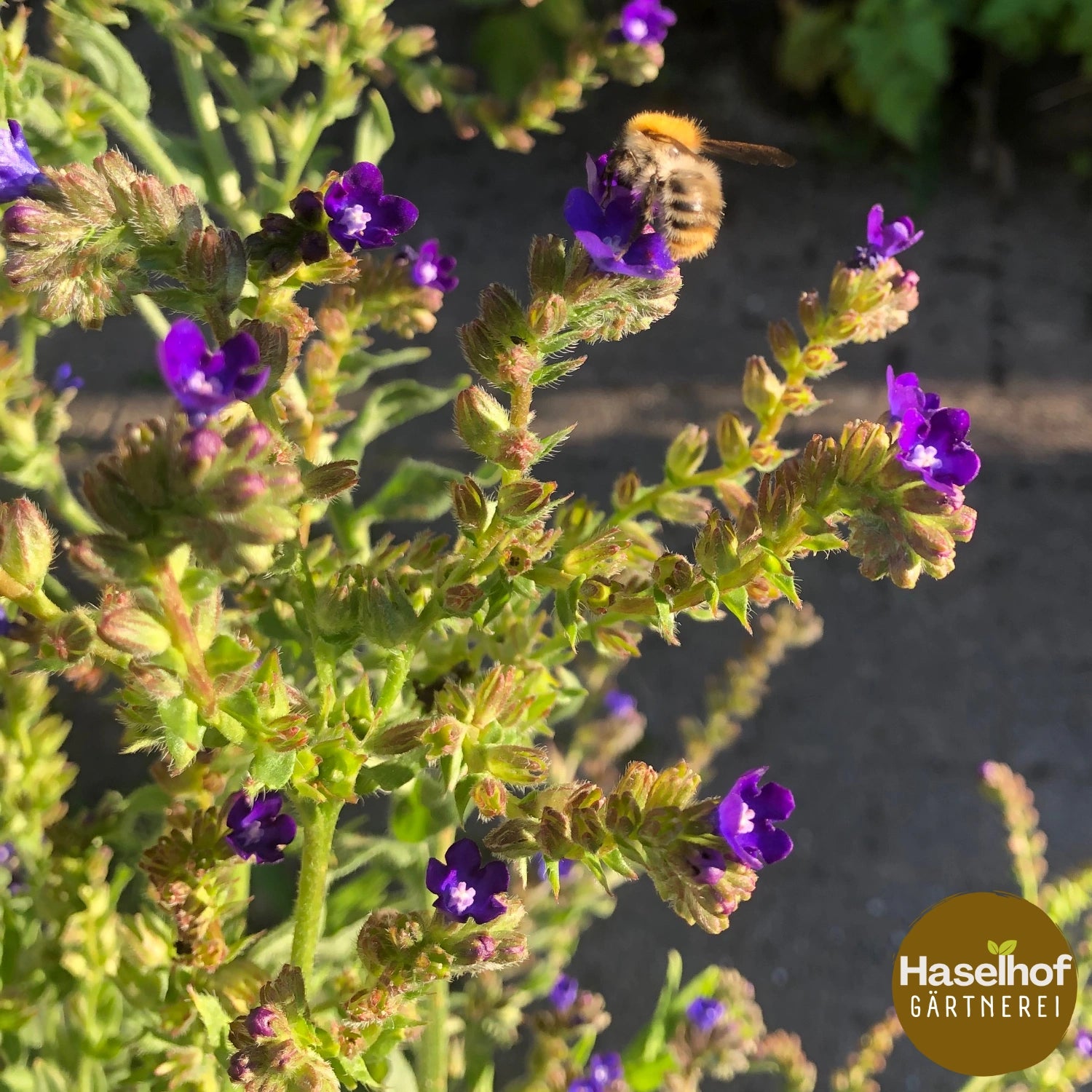 Anchusa officinalis