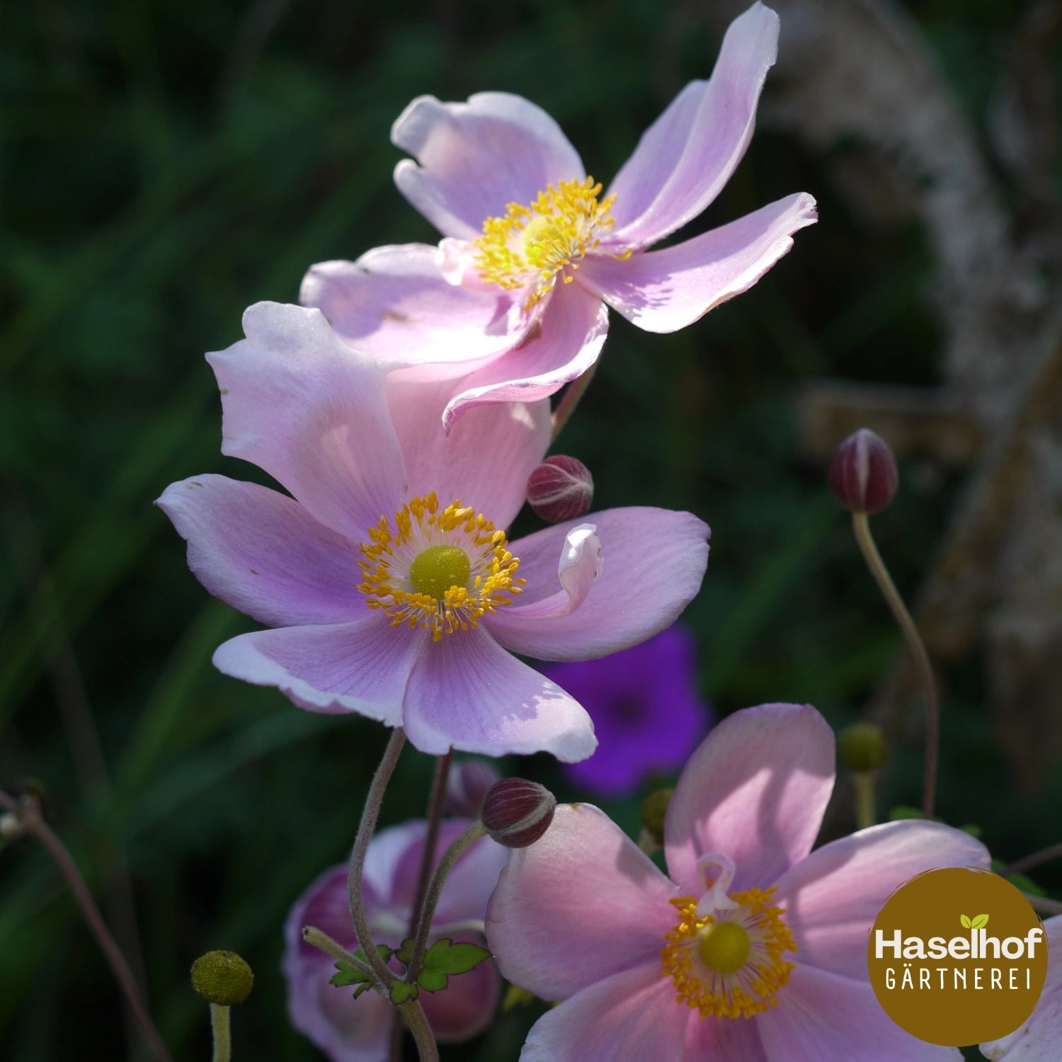 Anemone hybrida 'Lorelei'