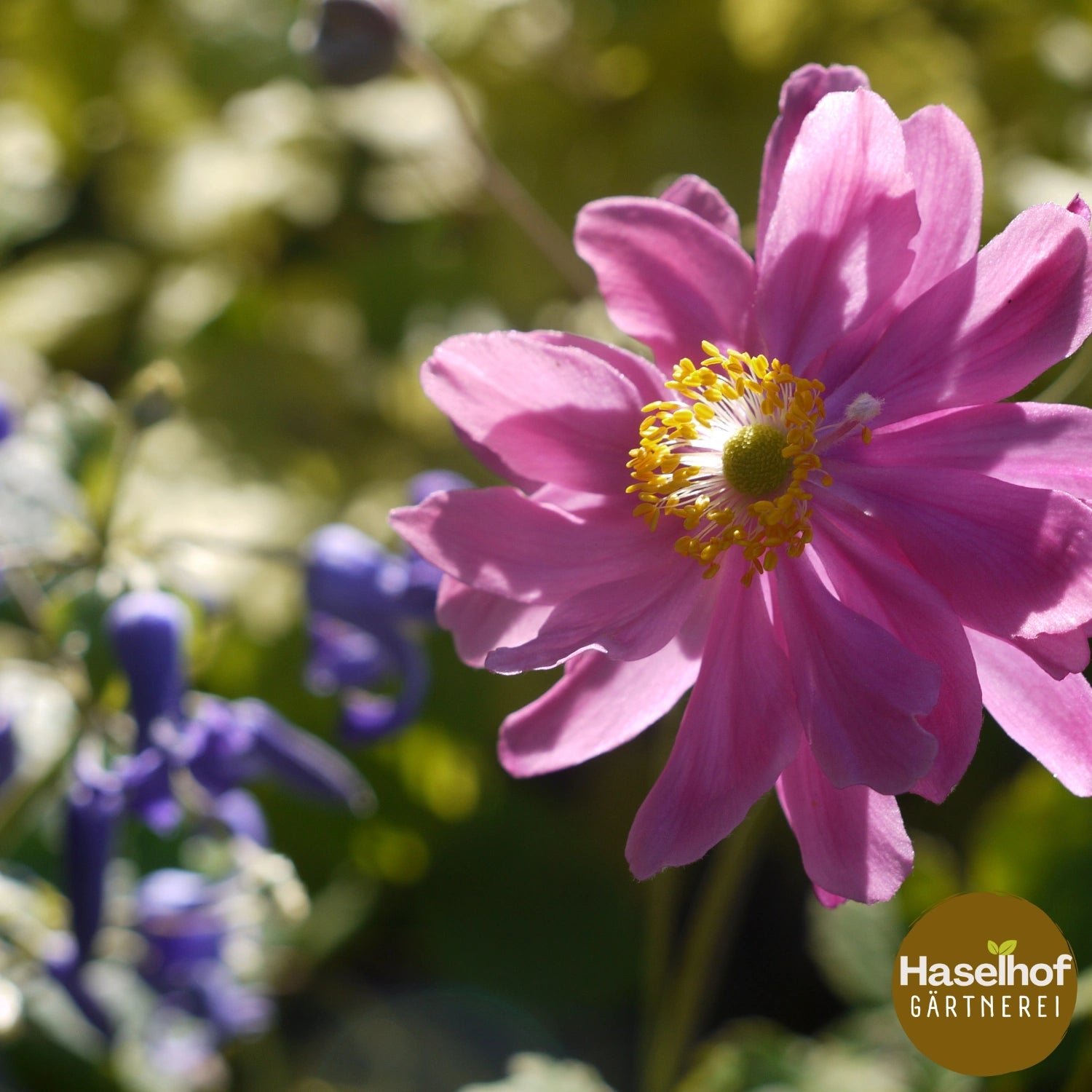 Anemone hybrida 'Pamina'