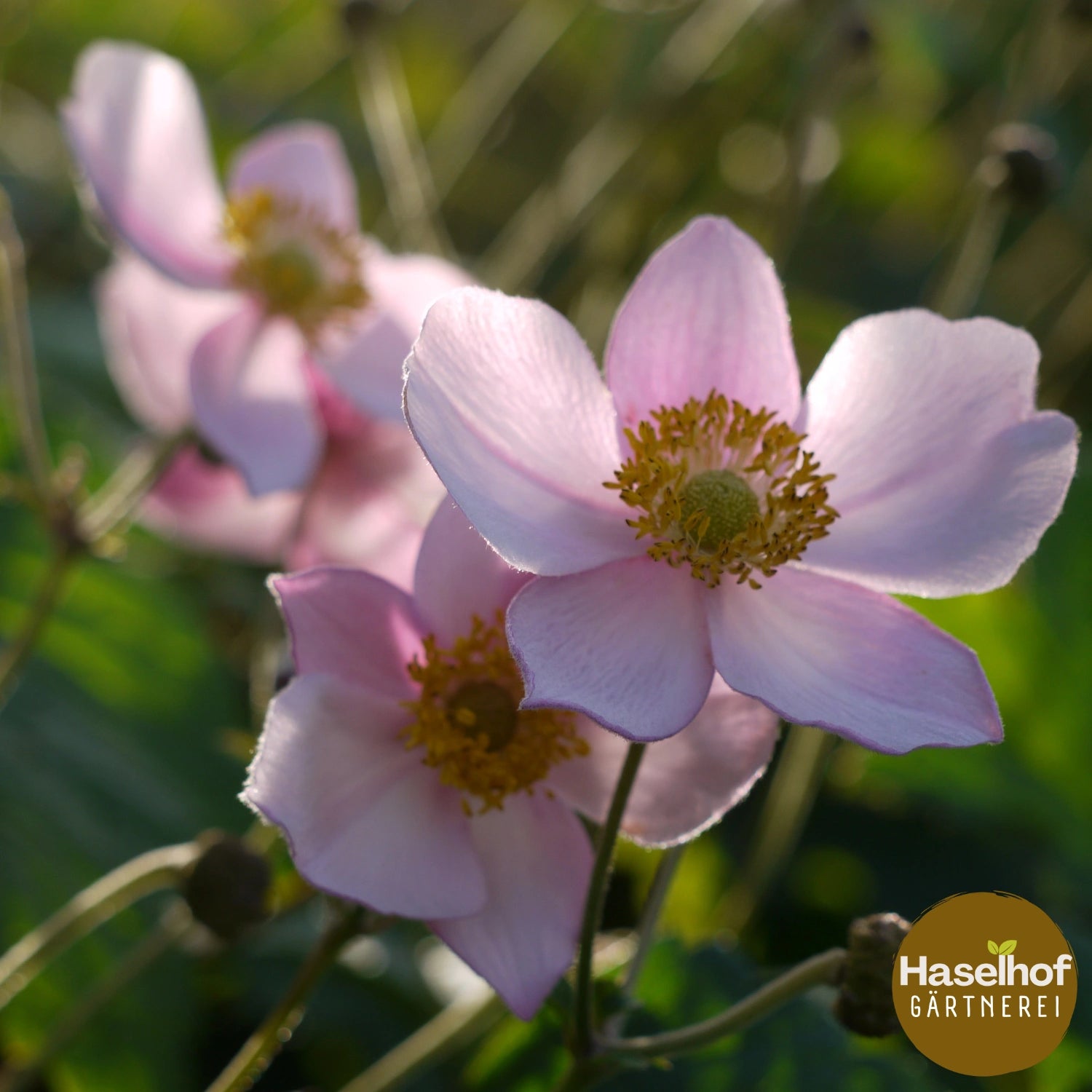 Anemone hybrida 'Lorelei'