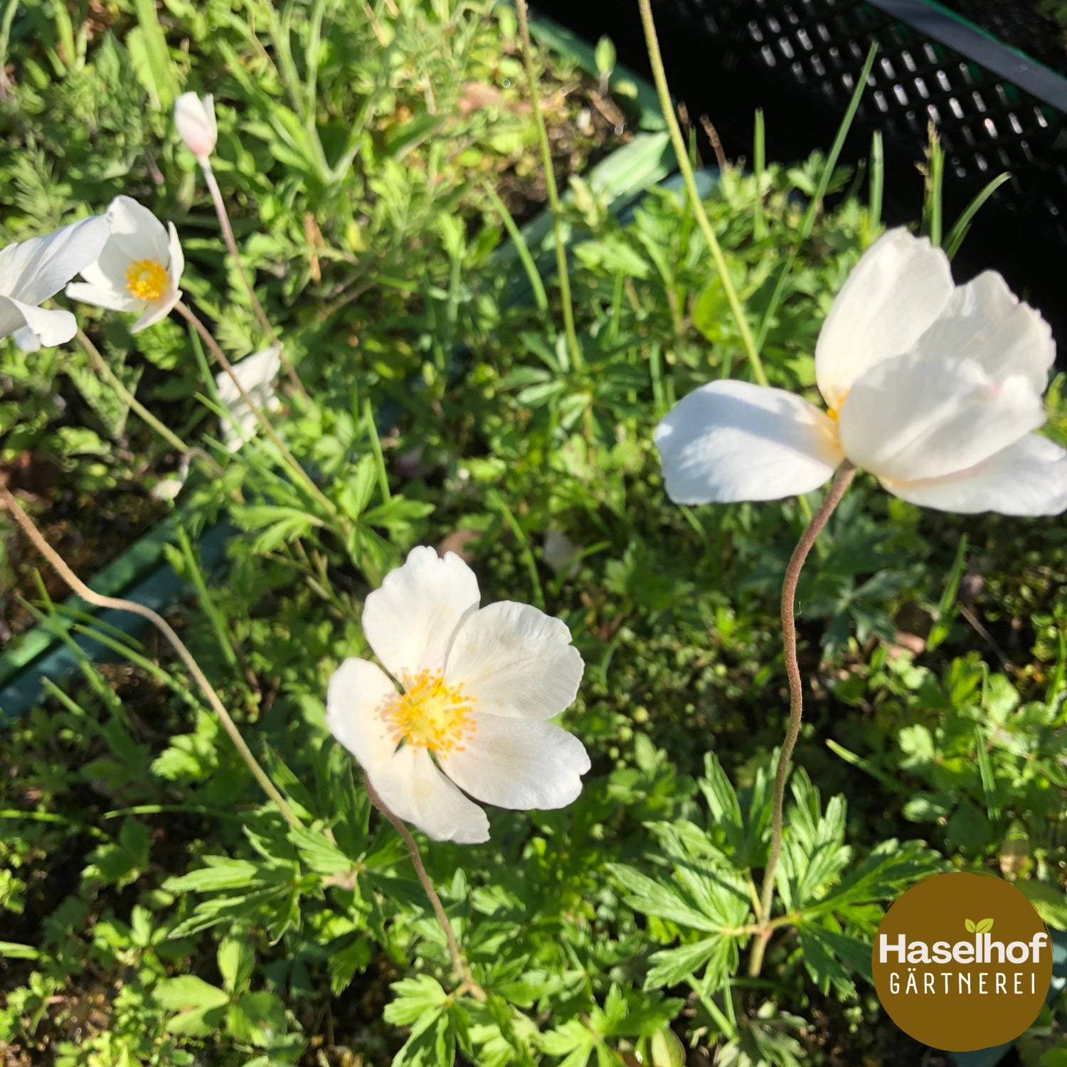 Anemone sylvestris (forme cultivée)