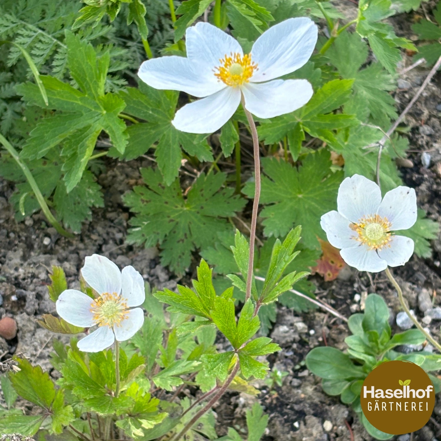 Anemone sylvestris (forme cultivée)
