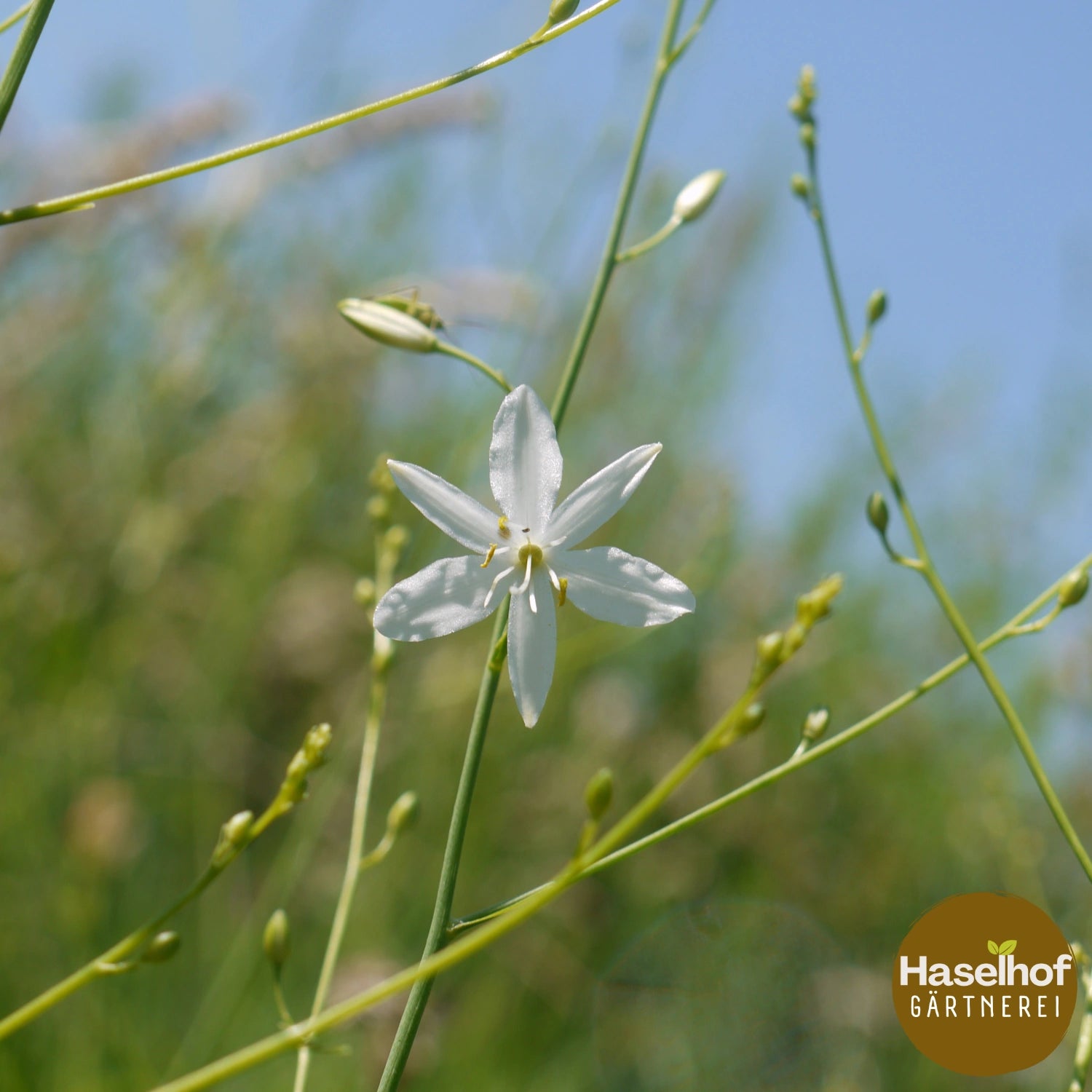 Anthericum ramosum