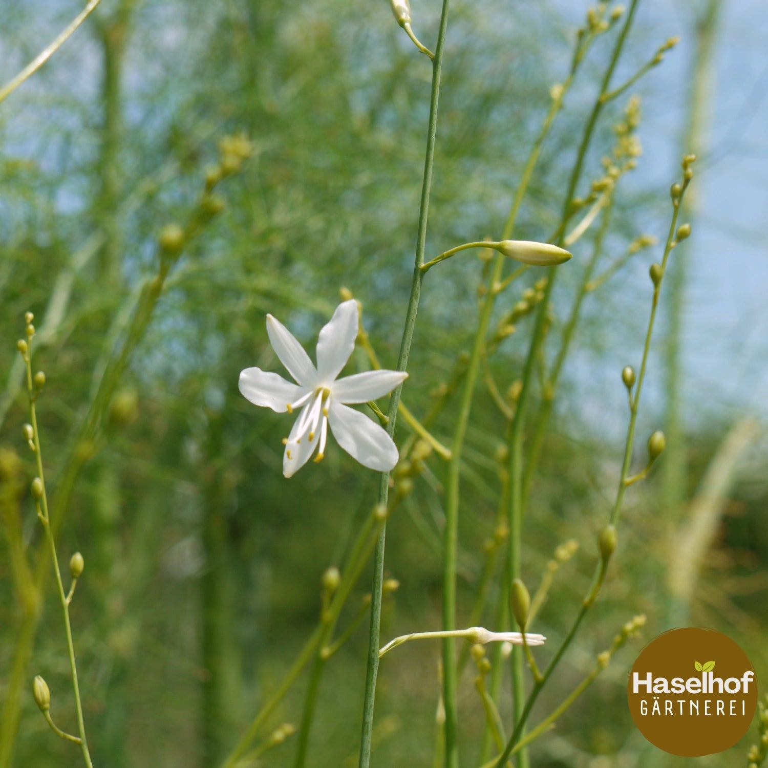 Anthericum ramosum