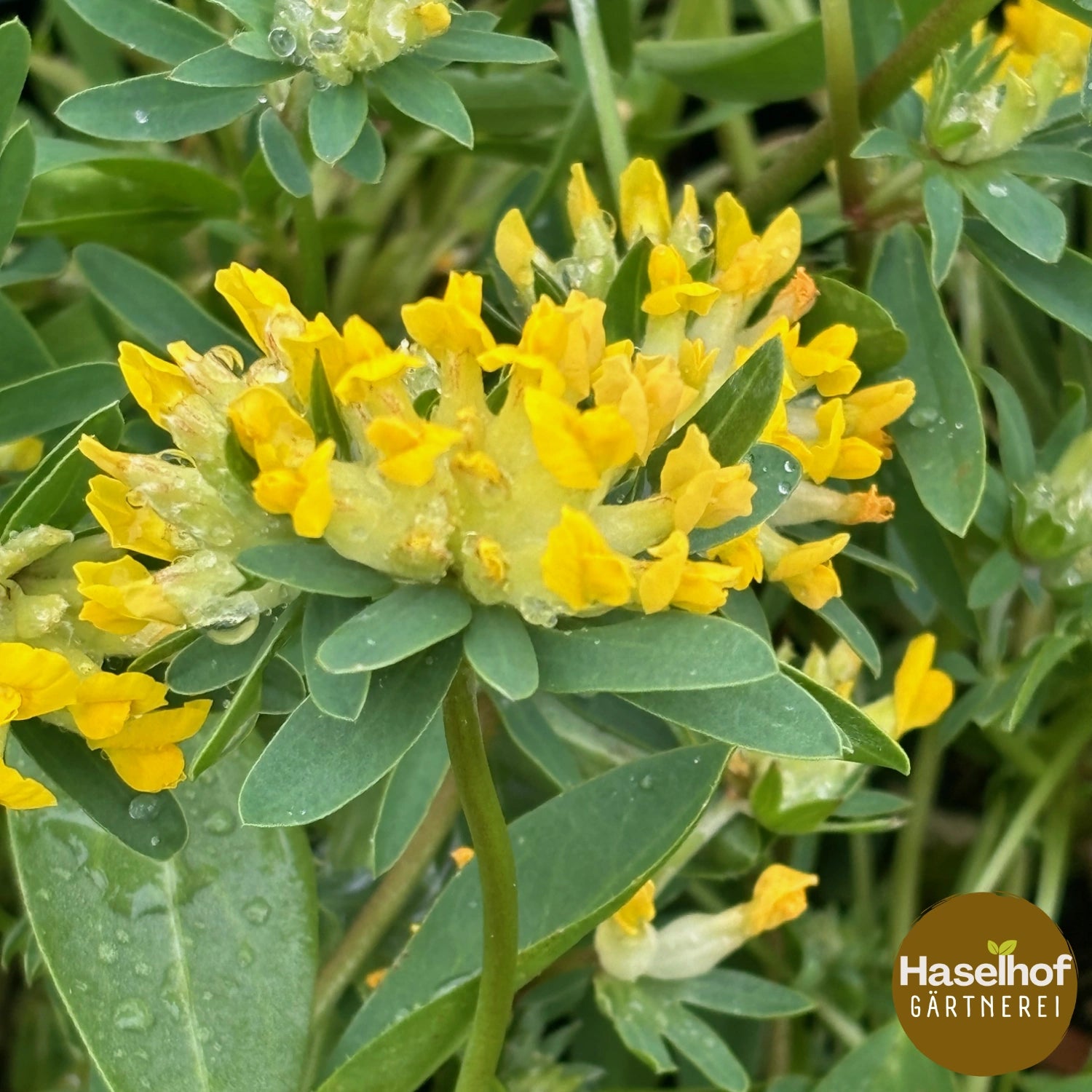 Anthyllis vulneraria