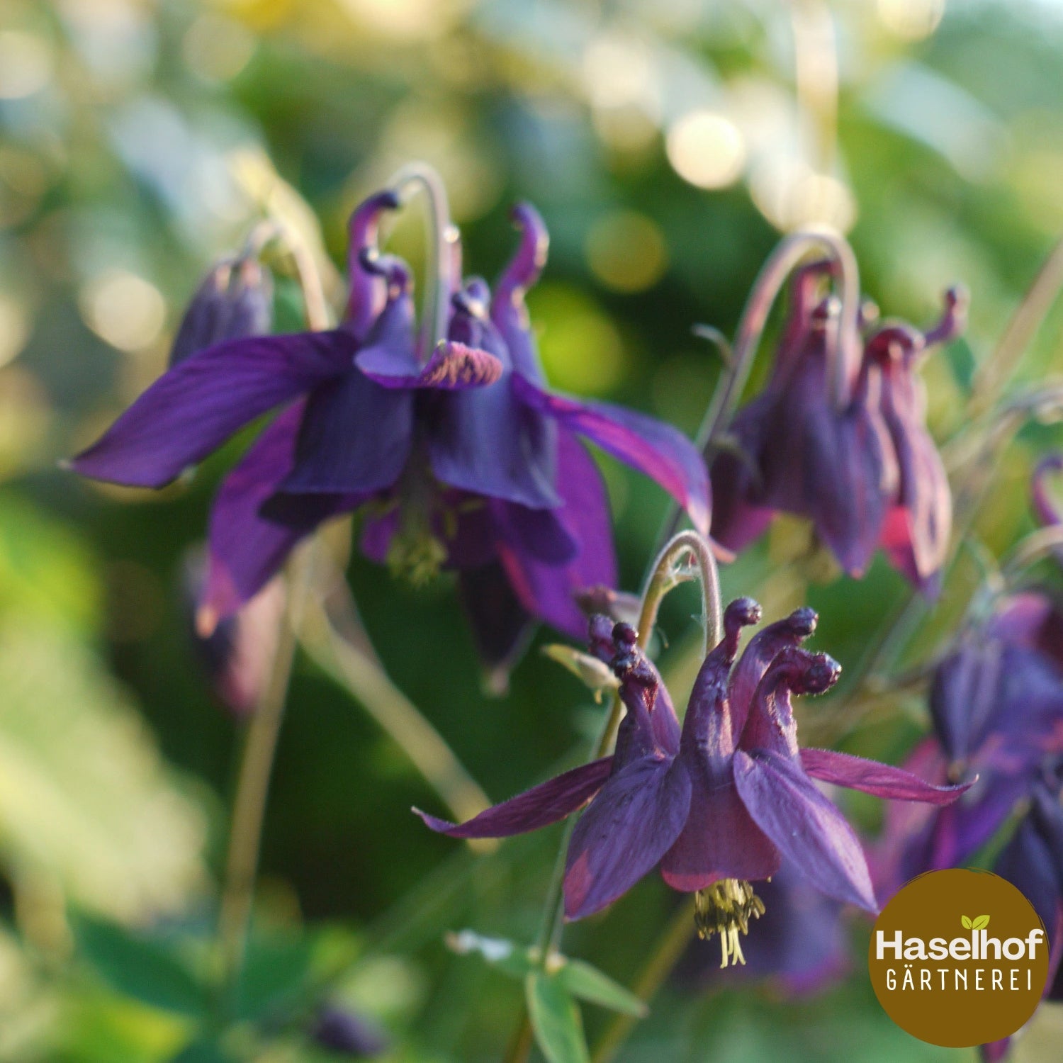 Aquilegia atrata