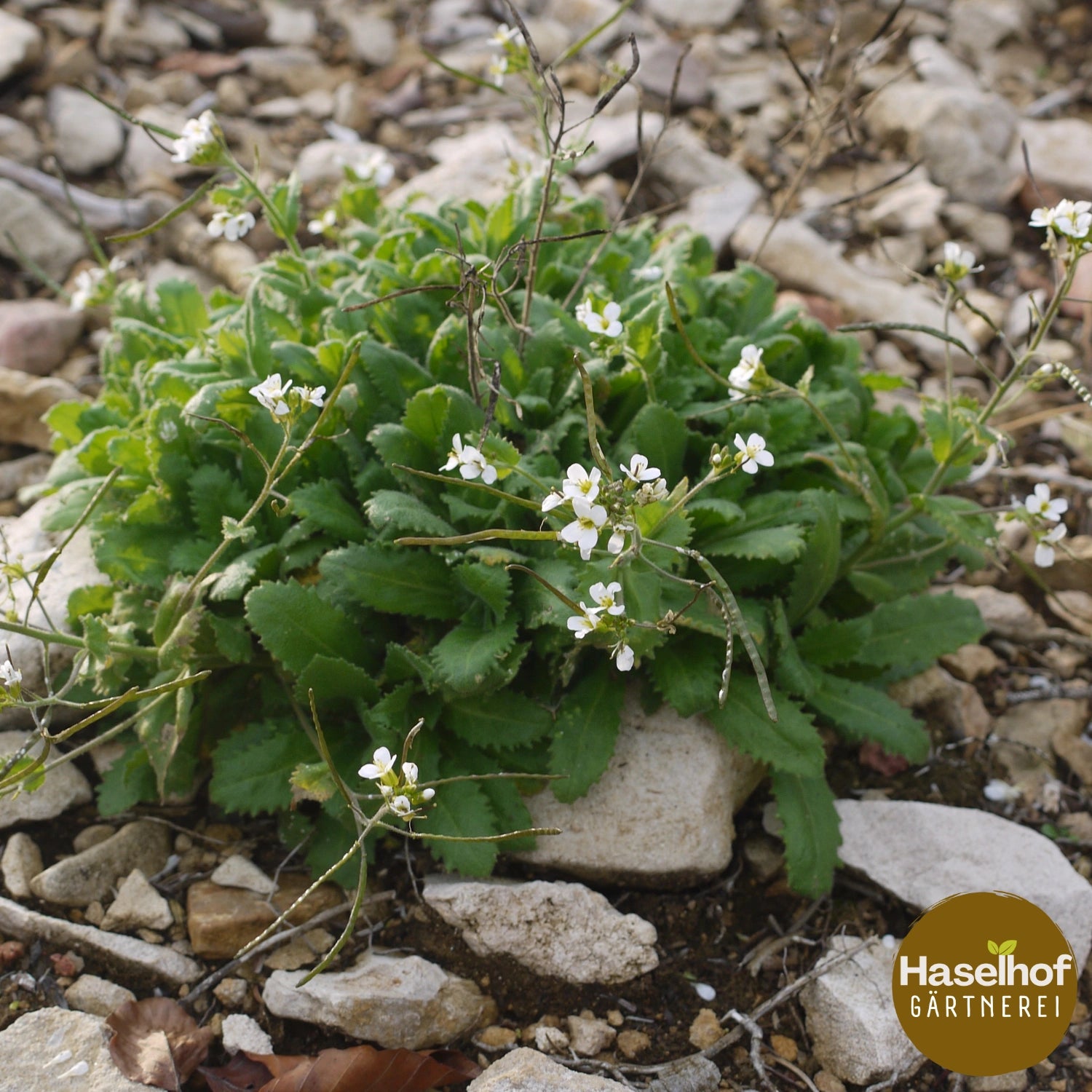 Arabis alpine