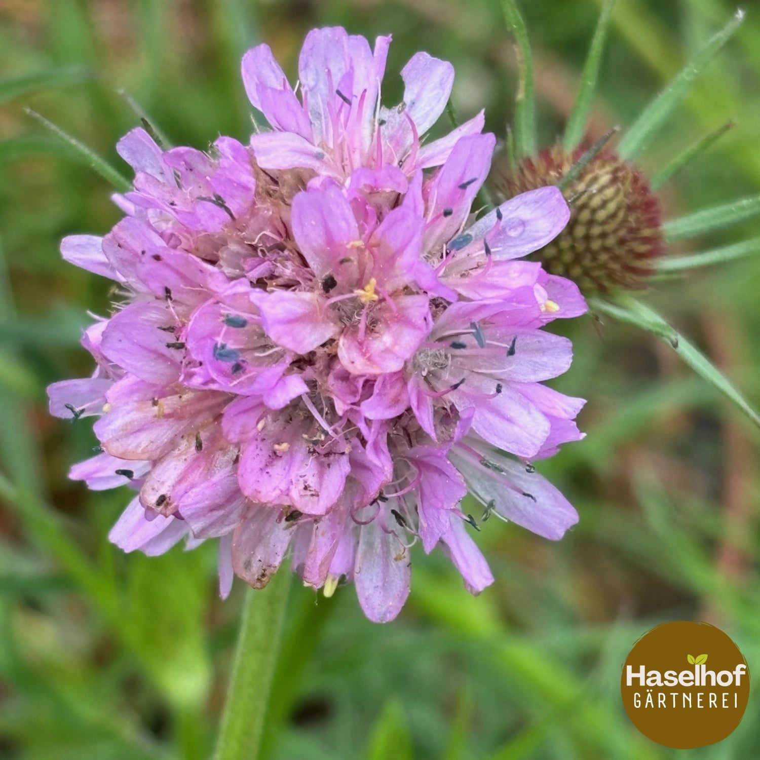 Armeria arenaria