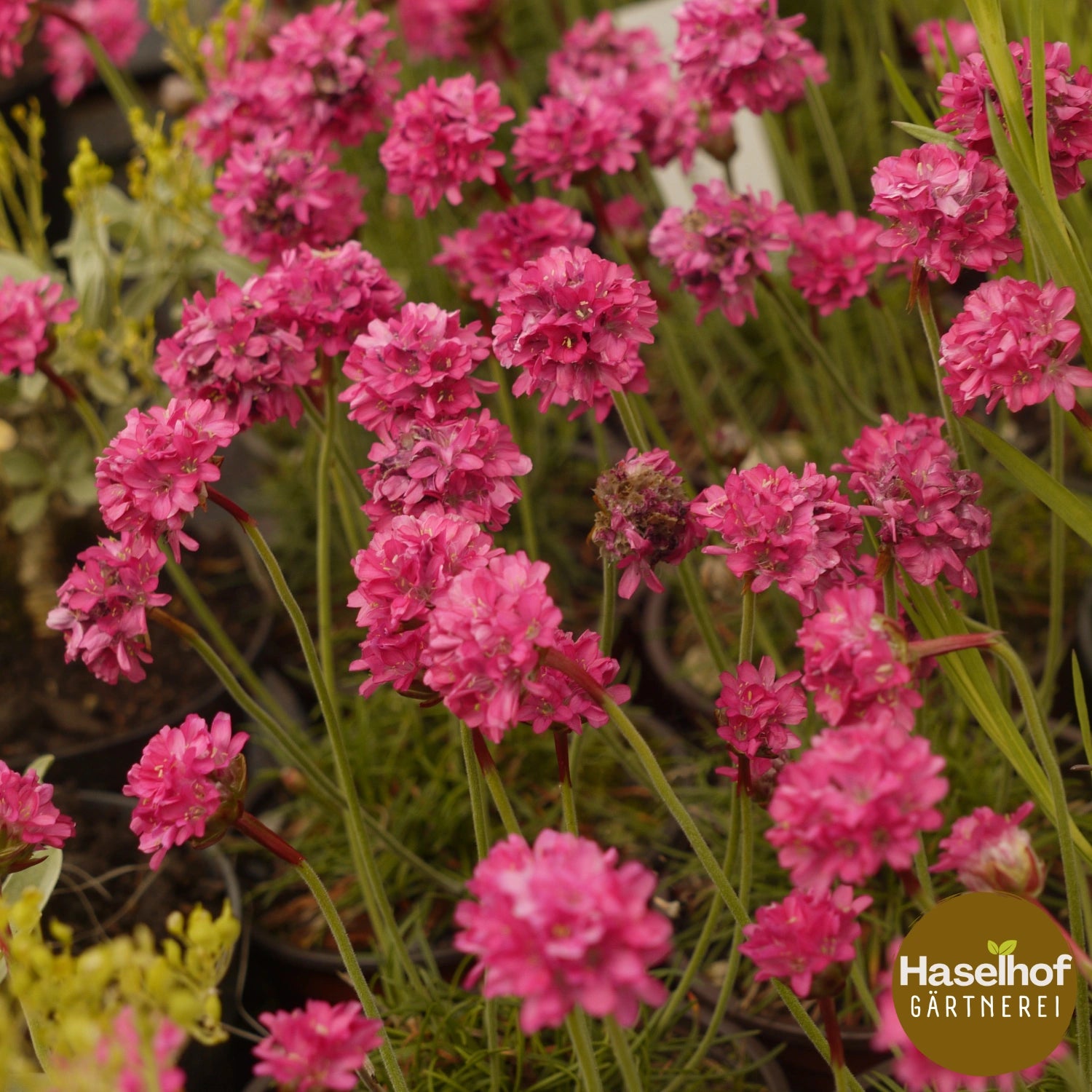 Armeria maritima 'Düsseldorfer Stolz'