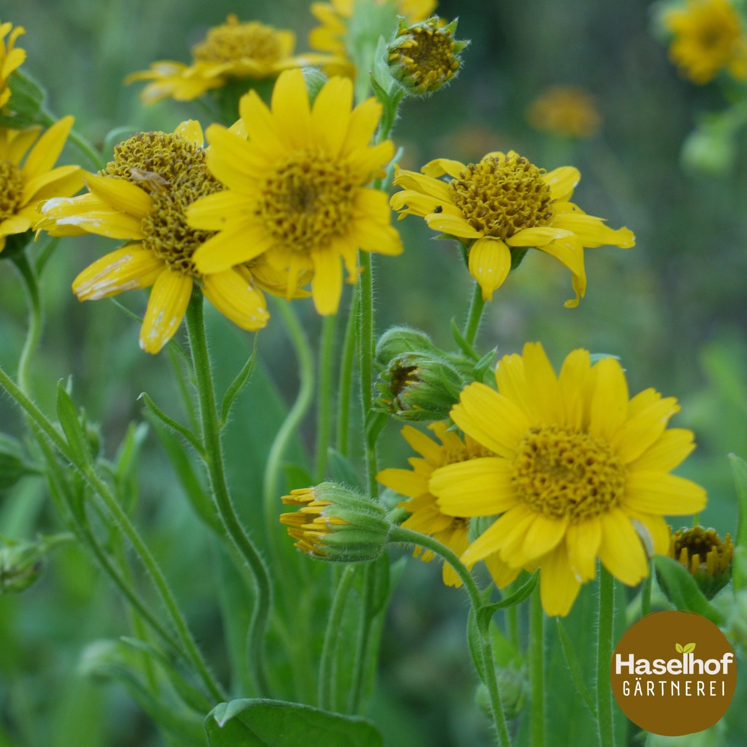 Arnica chamissonis