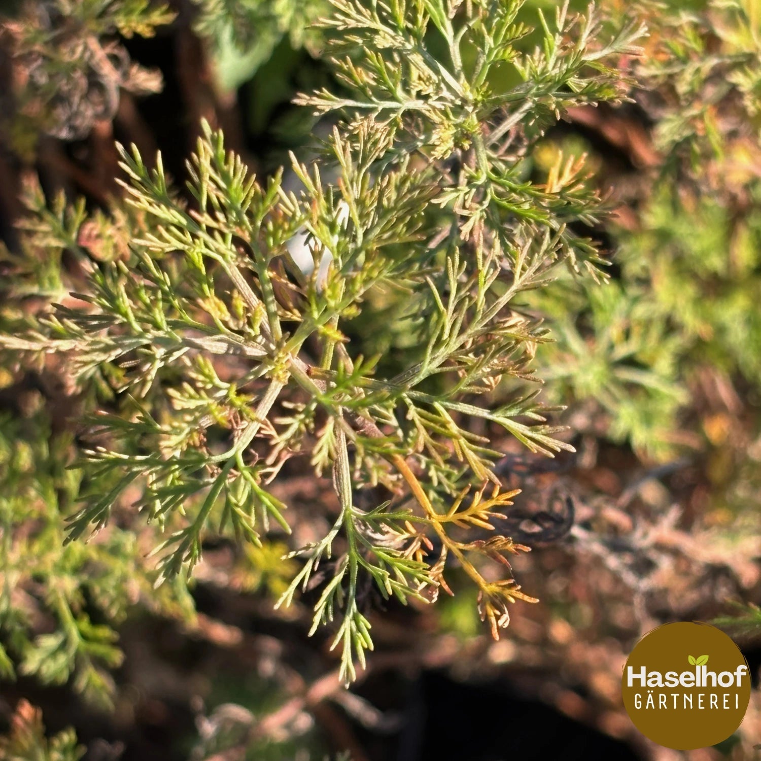 Artemisia abrotanum var. citrata