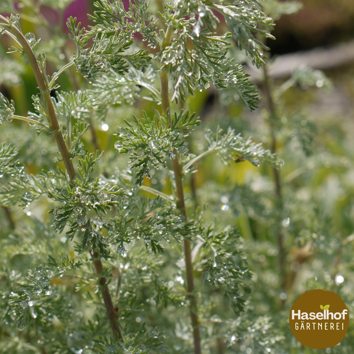 Artemisia absinthium